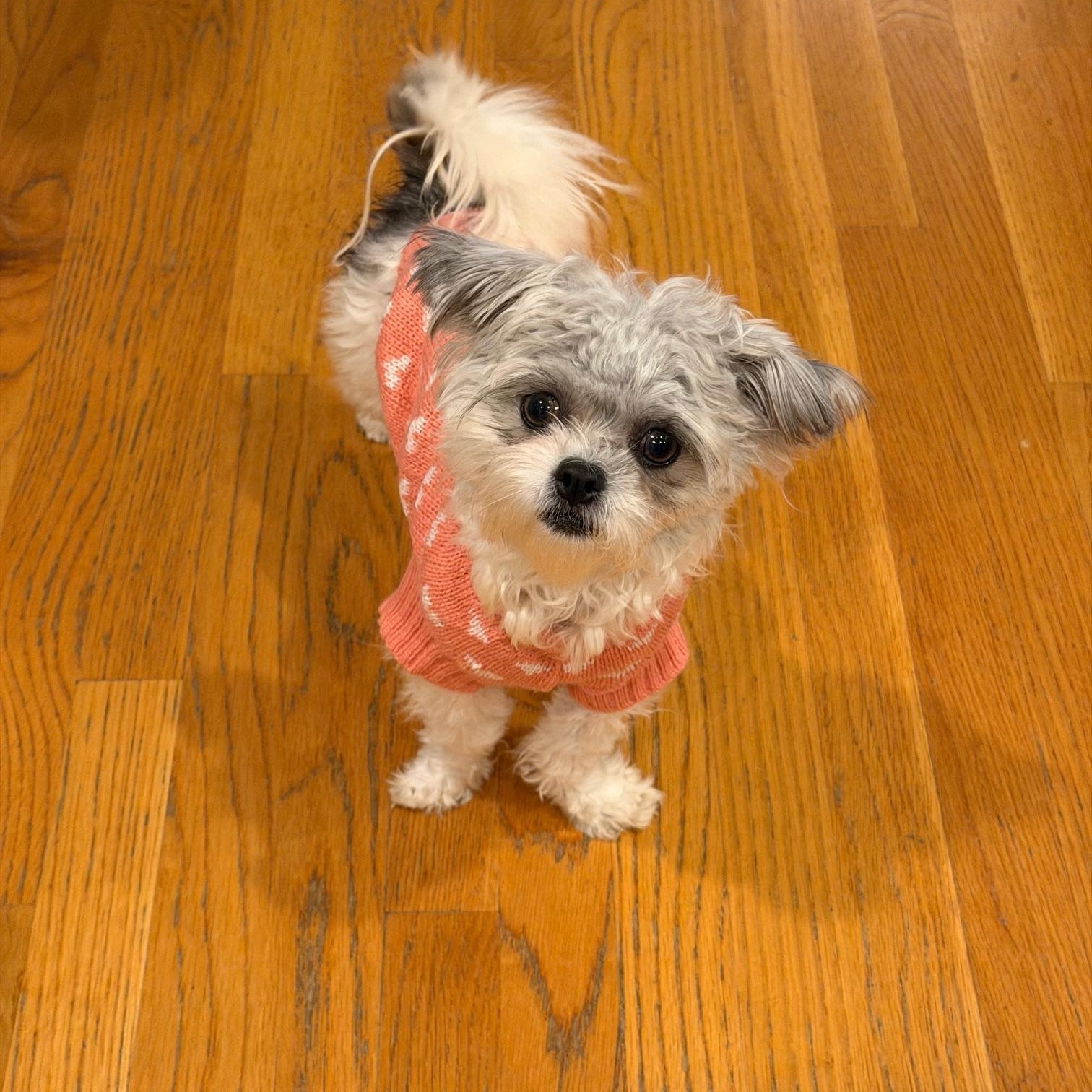 Pistachio, adopted, Young Female Yorkshire Terrier & Shih Tzu.