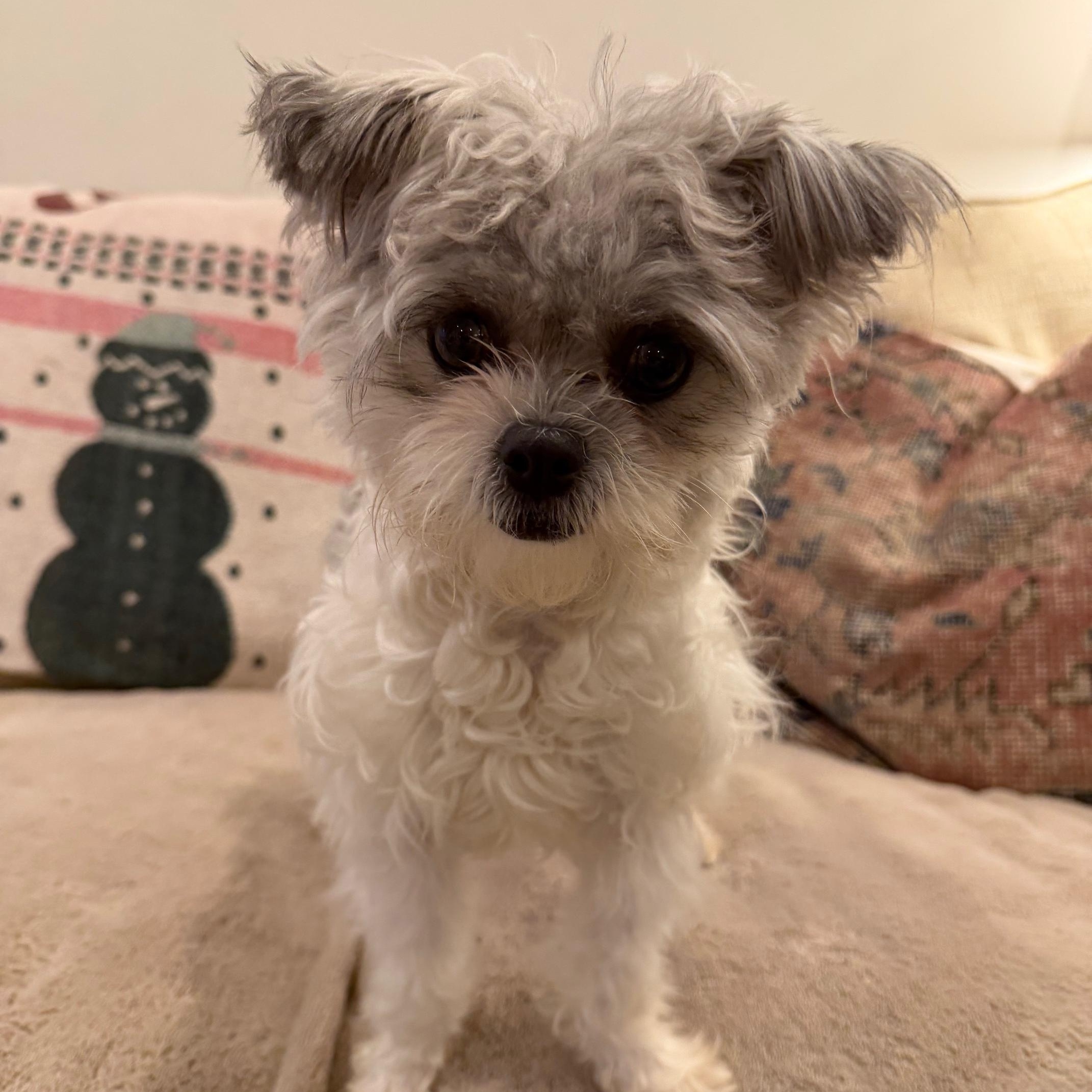 Pistachio, an adopted mixed breed in Atlanta, GA image 3/6