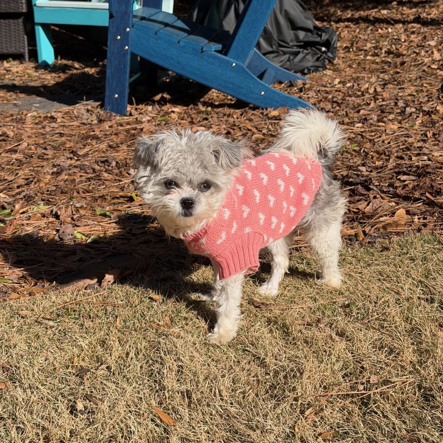 Pistachio, an adopted mixed breed in Atlanta, GA image 4/6