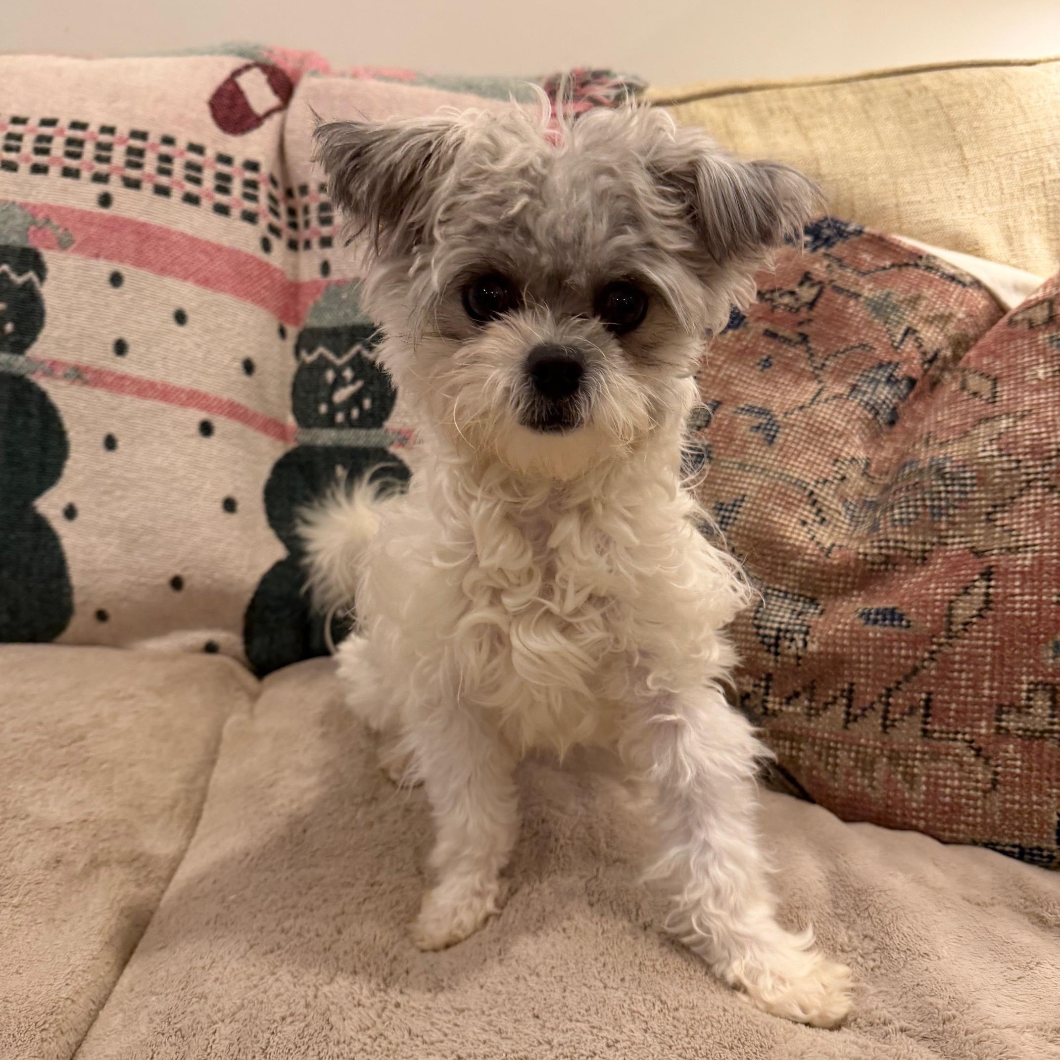 Pistachio, an adopted mixed breed in Atlanta, GA image 2/6