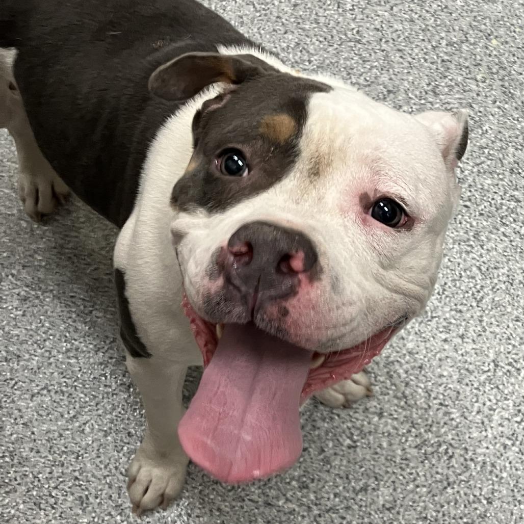 Baby Girl, Adoptable, Adult Female American Staffordshire Terrier.