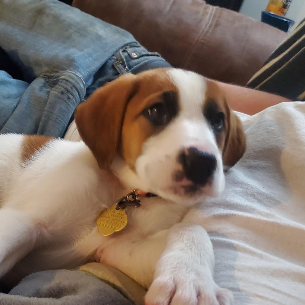 Tibby, Adoptable, Puppy Female Mixed Breed.