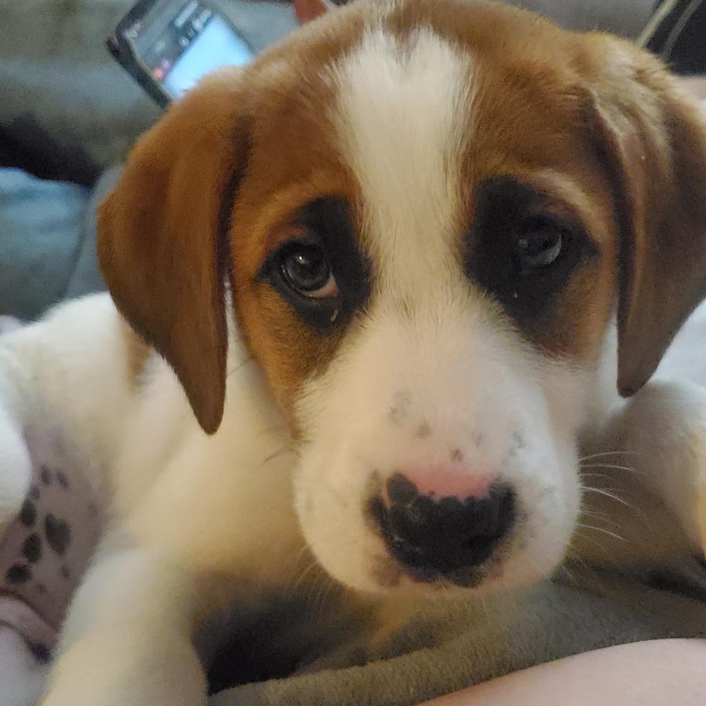 Enlarge Tibby, a Adoptable Mixed Breed in Auburn, AL image 2/4