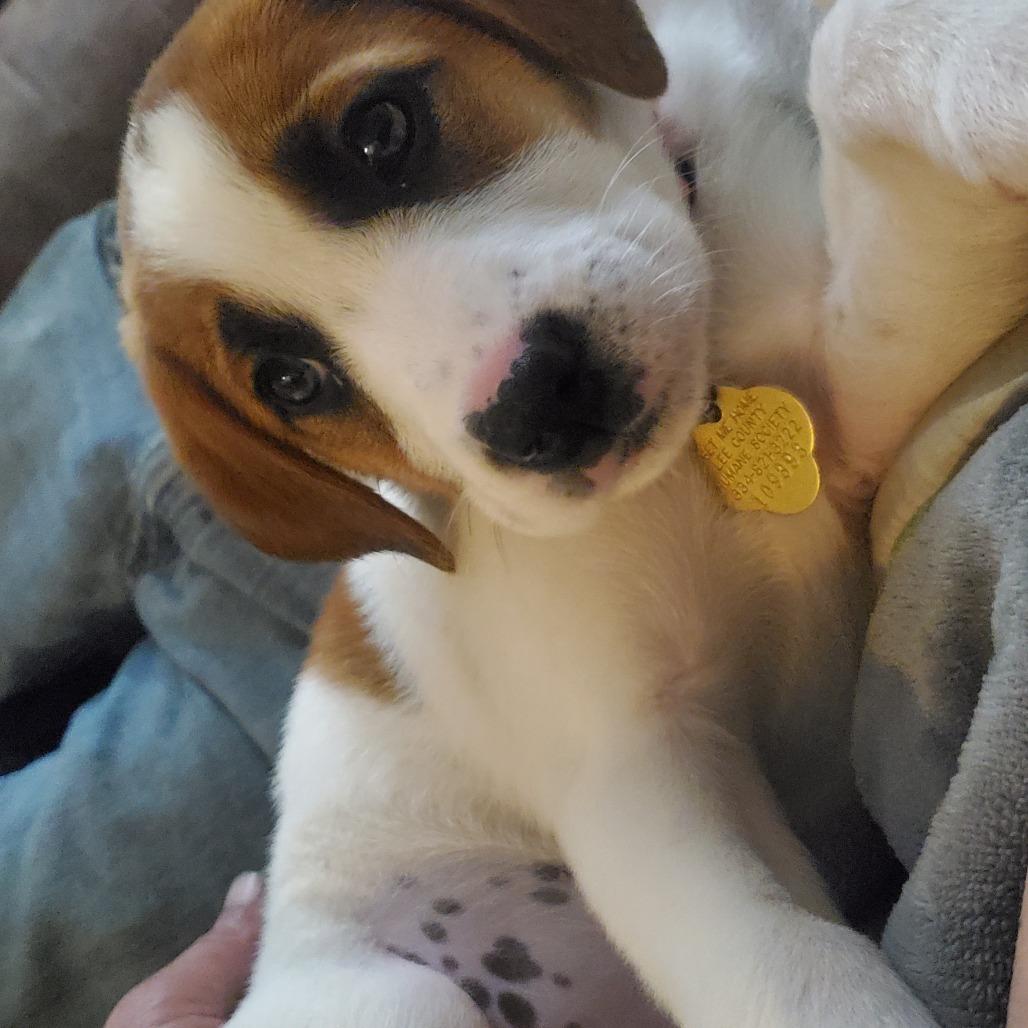 Enlarge Tibby, a Adoptable Mixed Breed in Auburn, AL image 3/4