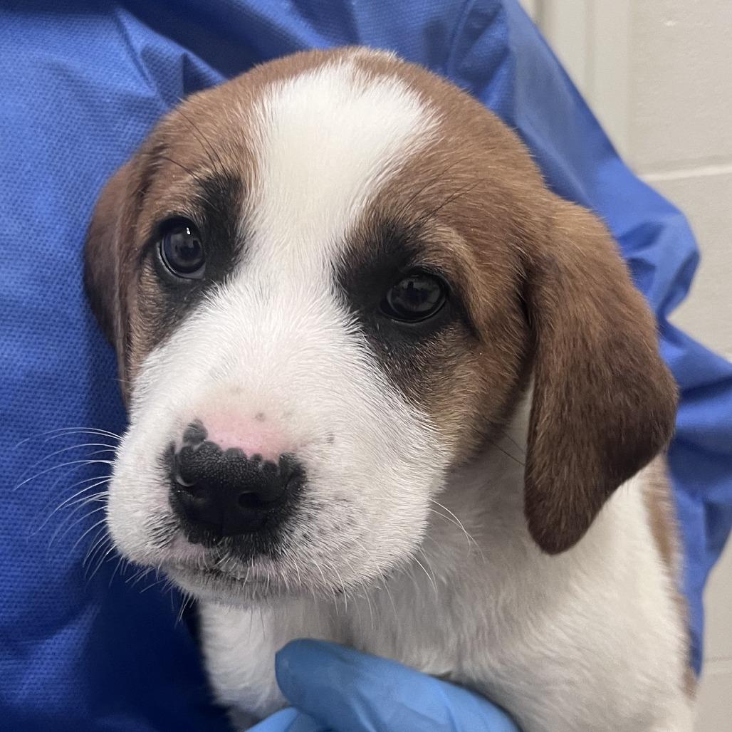 Enlarge Tibby, a Adoptable Mixed Breed in Auburn, AL image 4/4