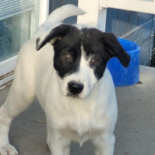 Enlarge Sylvanna, a Adoptable mixed breed in Billings, MT image 2/4