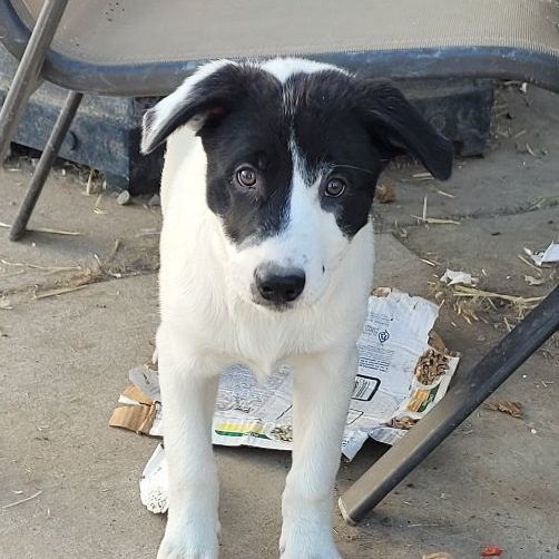 Enlarge Sylvanna, a Adoptable mixed breed in Billings, MT image 4/4