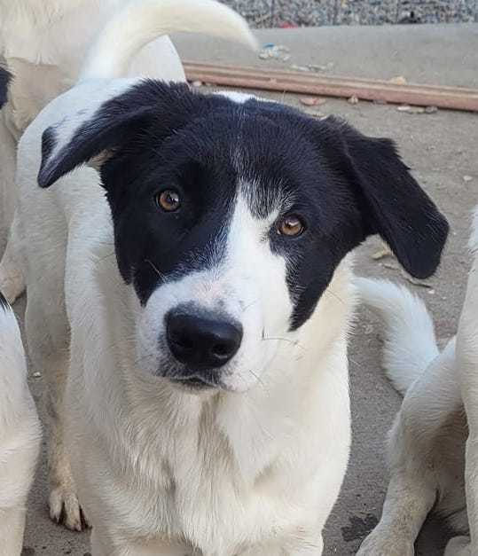 Sylvanna, Adoptable, Adult Female Australian Cattle Dog / Blue Heeler & Border Collie.