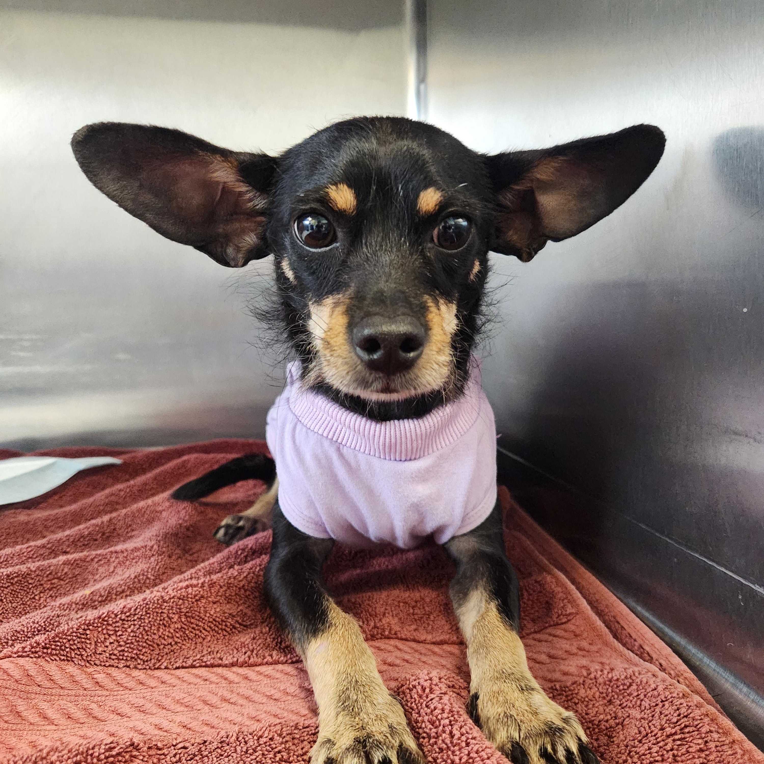 Sirius, ADOPTABLE, Adult Male Chihuahua.