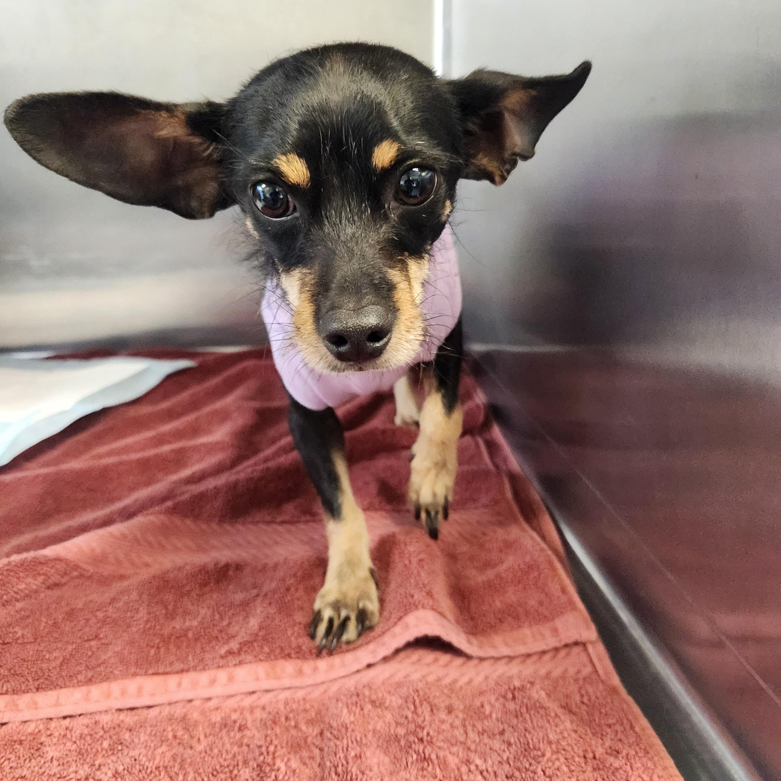 Enlarge Sirius, a ADOPTABLE mixed breed in Wantage, NJ image 2/3