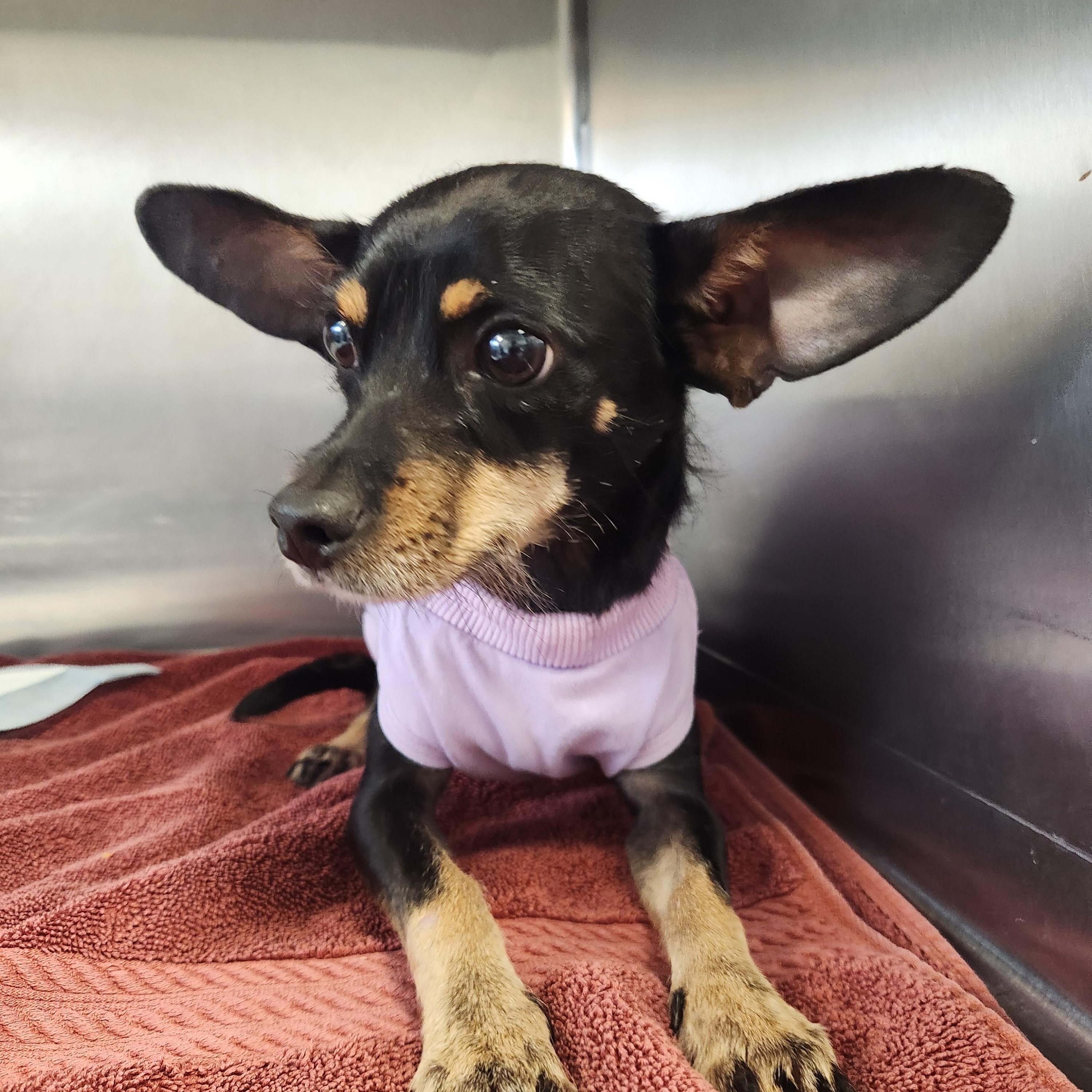 Enlarge Sirius, a ADOPTABLE mixed breed in Wantage, NJ image 3/3