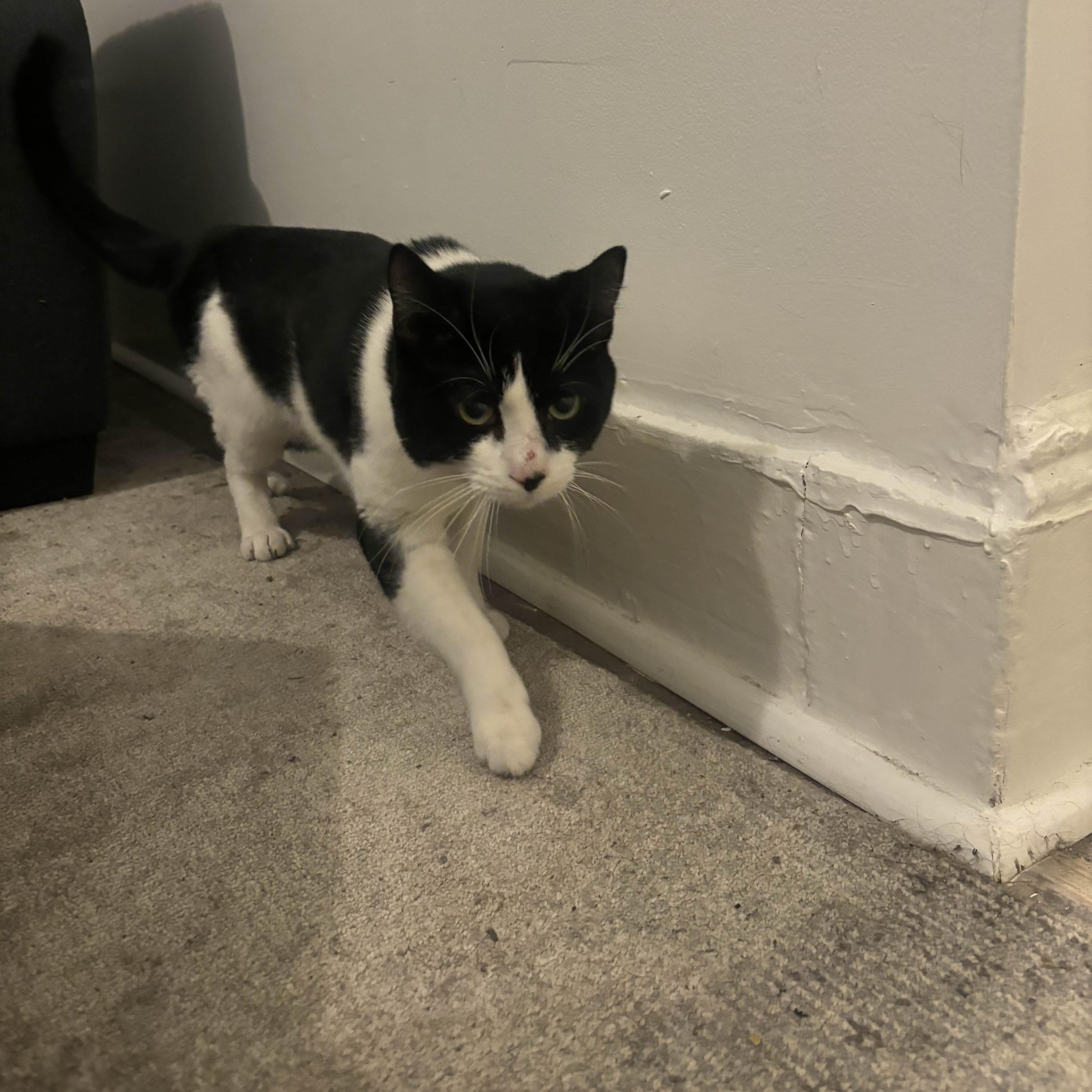 Enlarge Ron, a ADOPTABLE Domestic Short Hair in Weehawken, NJ image 5/6