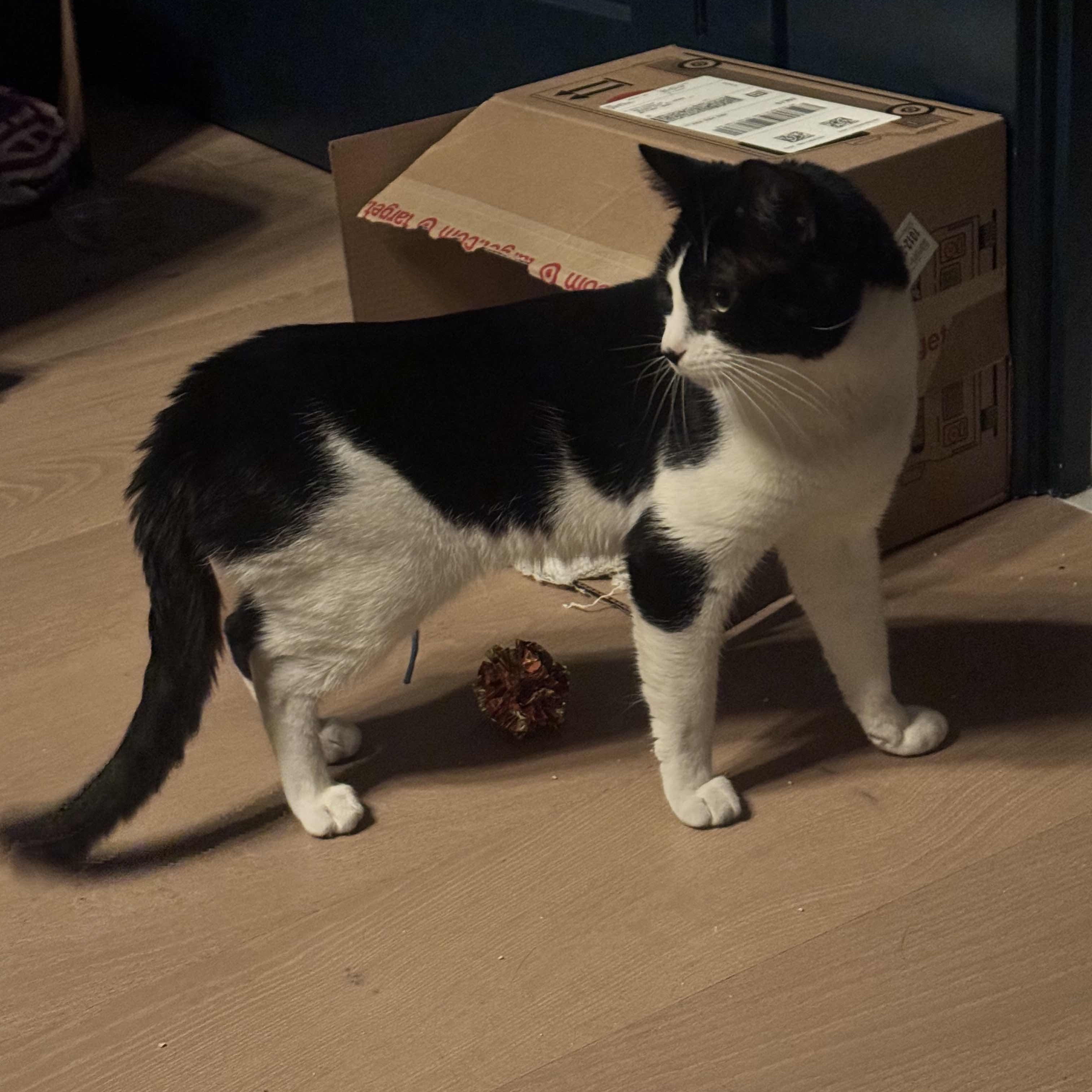 Enlarge Ron, a ADOPTABLE Domestic Short Hair in Weehawken, NJ image 3/6