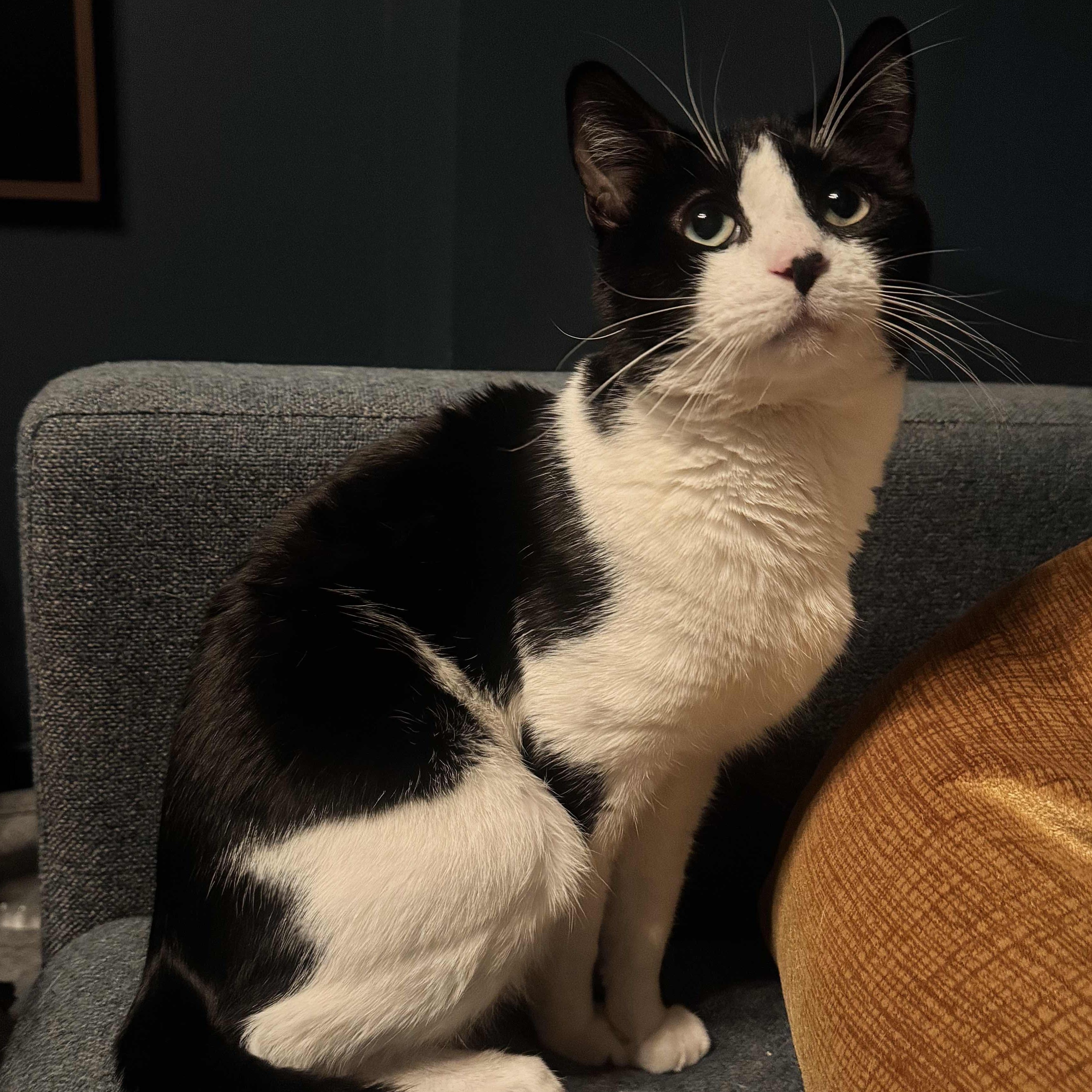 Enlarge Ron, a ADOPTABLE Domestic Short Hair in Weehawken, NJ image 1/6