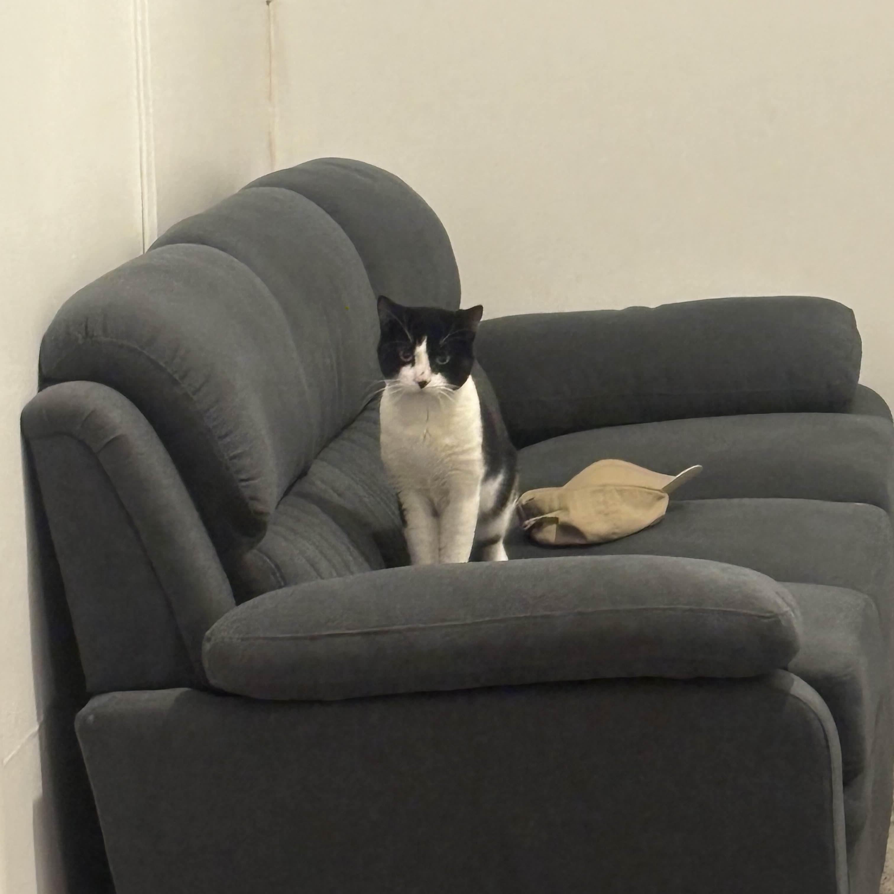 Enlarge Ron, a ADOPTABLE Domestic Short Hair in Weehawken, NJ image 4/6