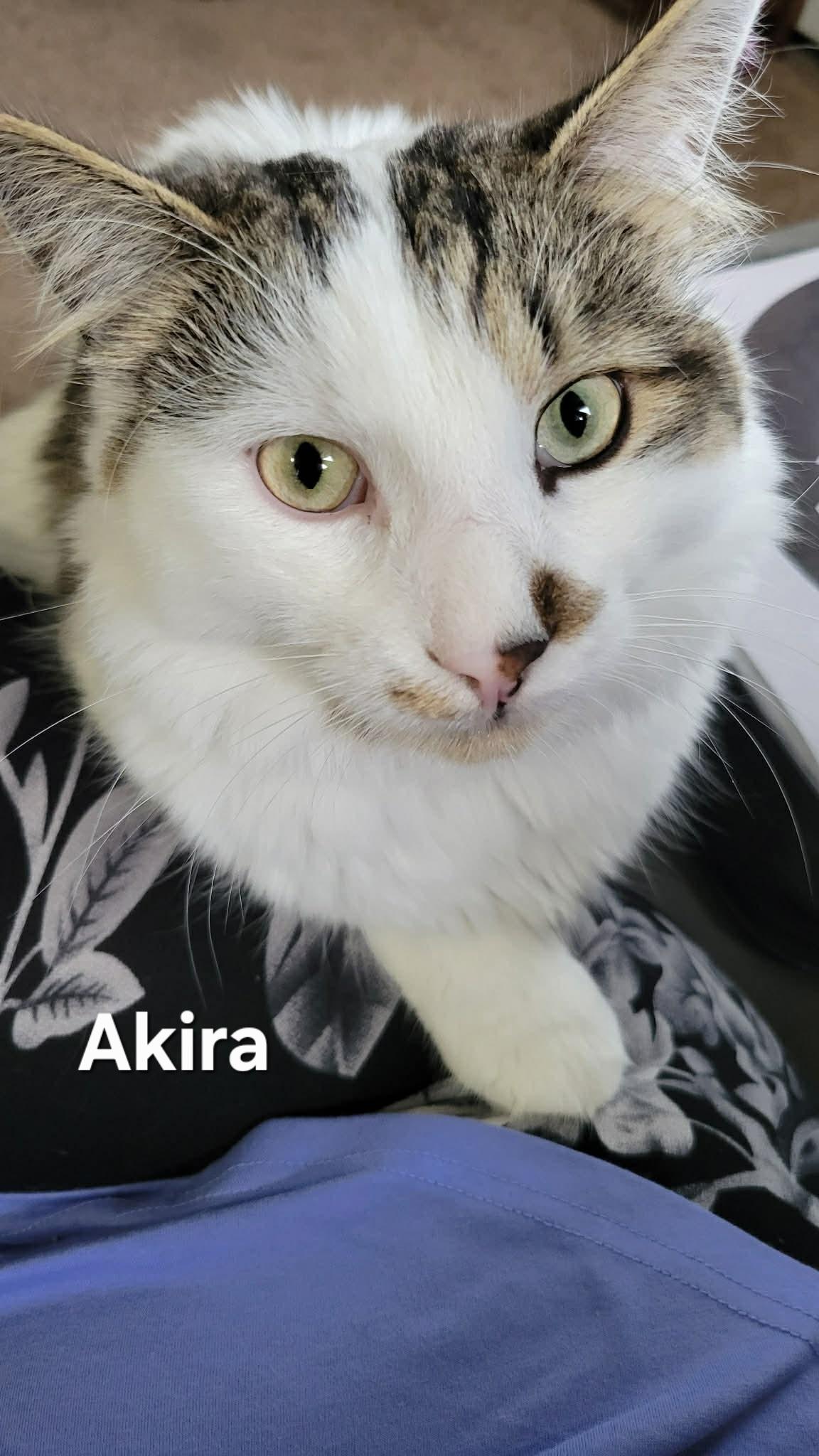 Enlarge Akira and Opal, an adopted mixed breed in Chicopee, MA image 2/4