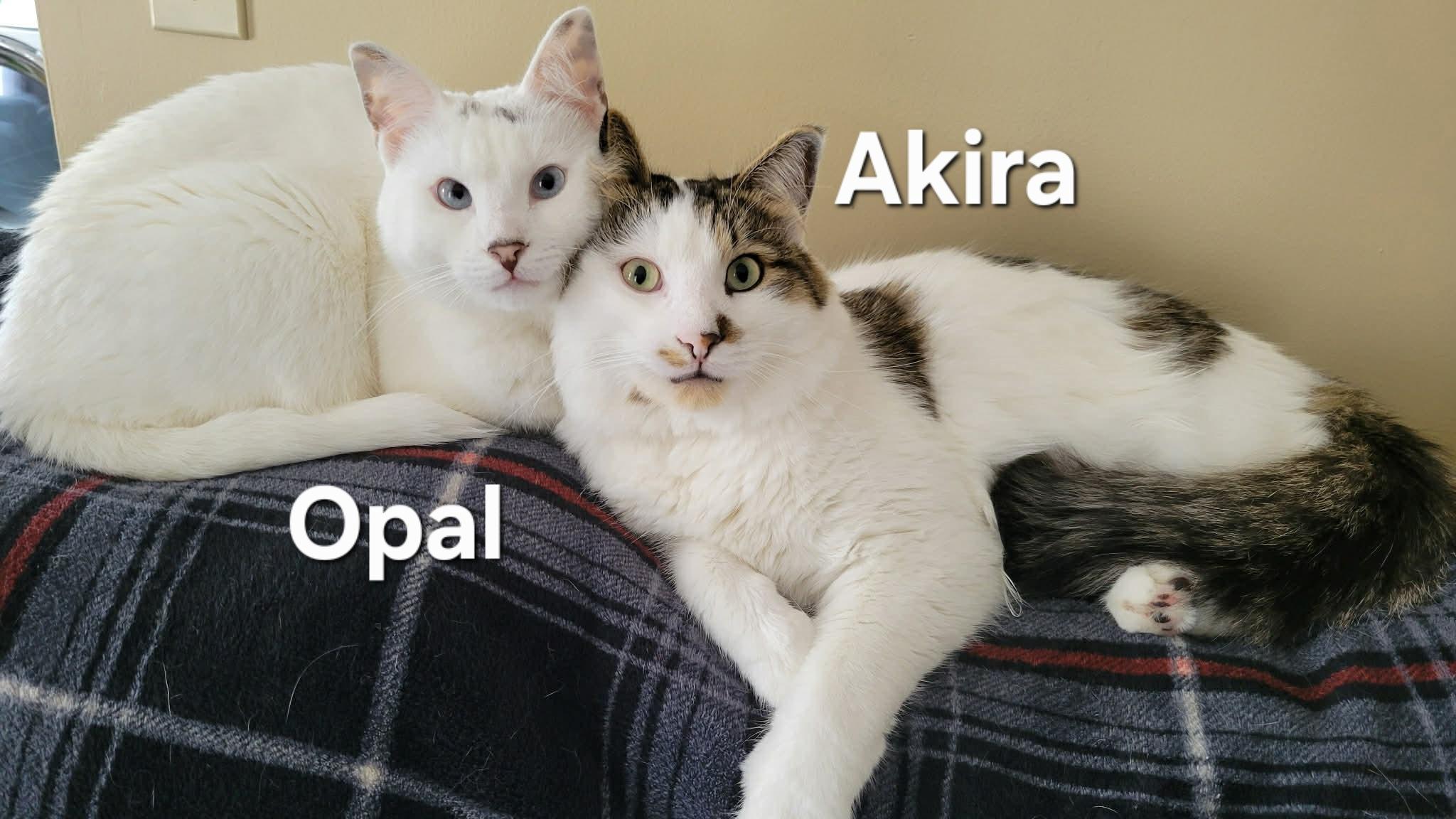 Enlarge Akira and Opal, an adopted mixed breed in Chicopee, MA image 1/4