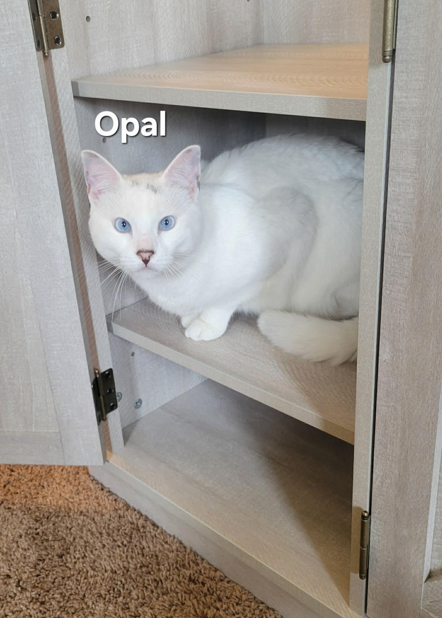 Enlarge Akira and Opal, an adopted mixed breed in Chicopee, MA image 3/4