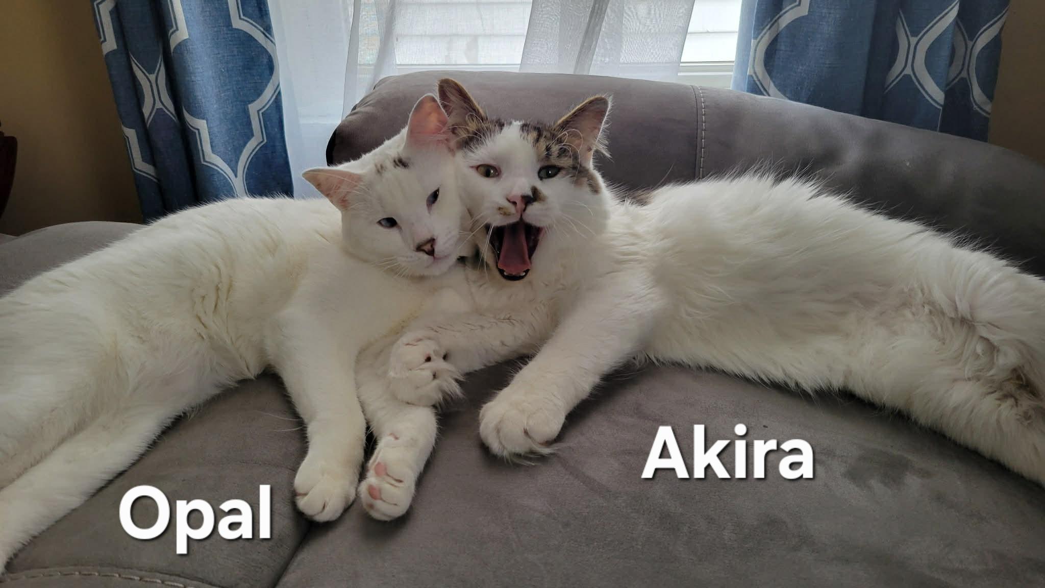 Enlarge Akira and Opal, an adopted mixed breed in Chicopee, MA image 4/4