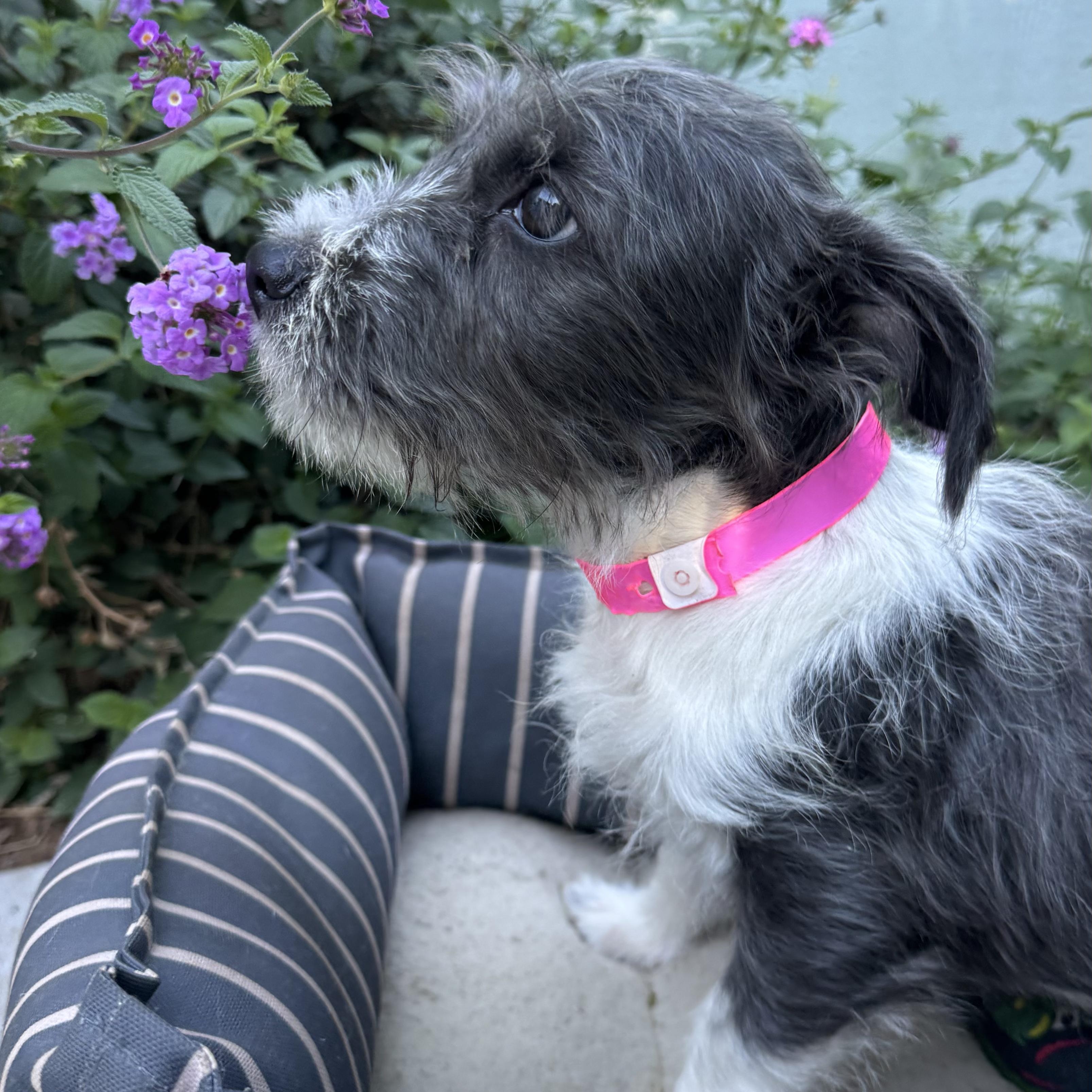 Enlarge BABY TIANA, an adopted mixed breed in Fresno, CA image 2/5