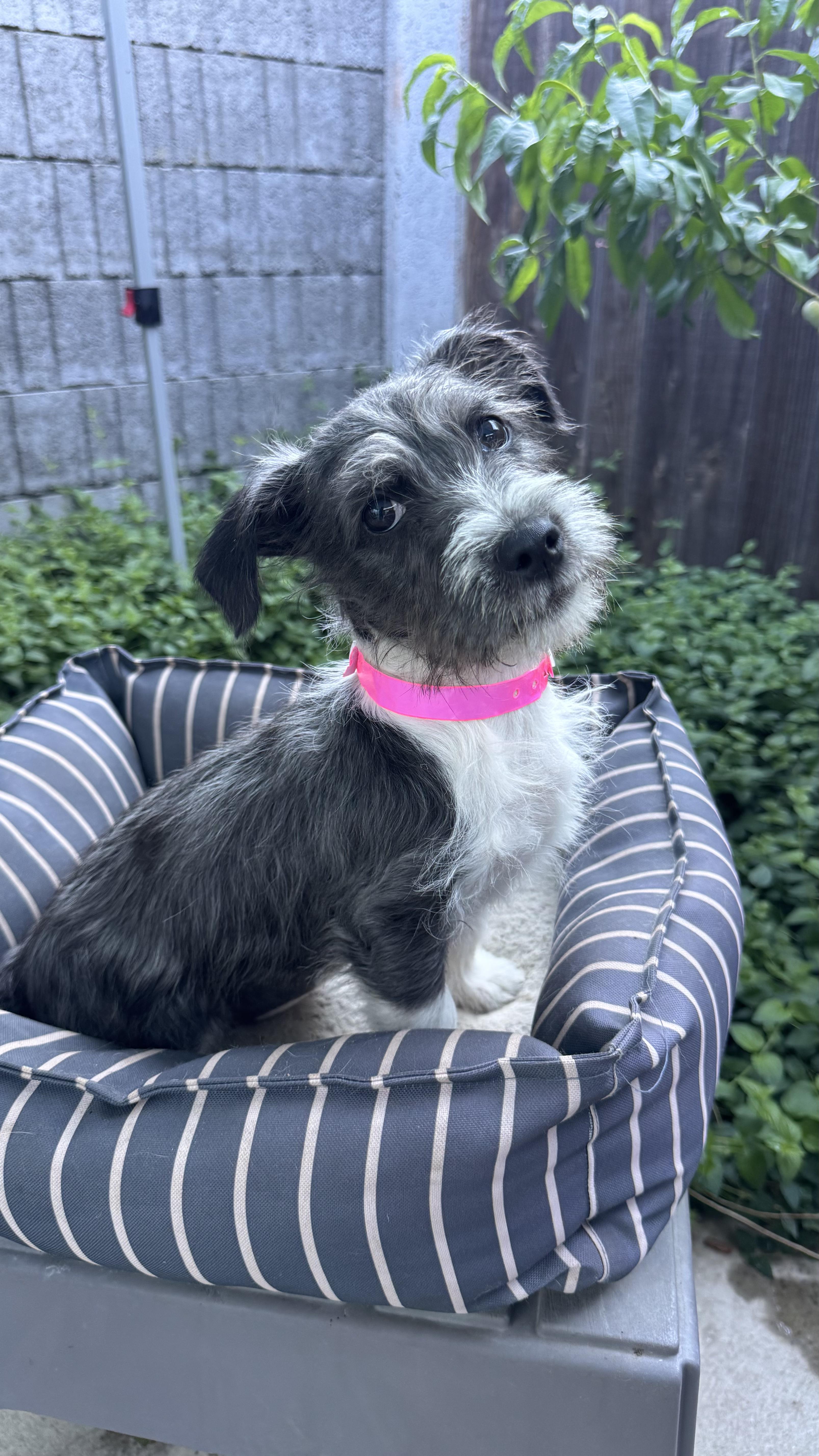 Enlarge BABY TIANA, an adopted mixed breed in Fresno, CA image 4/5
