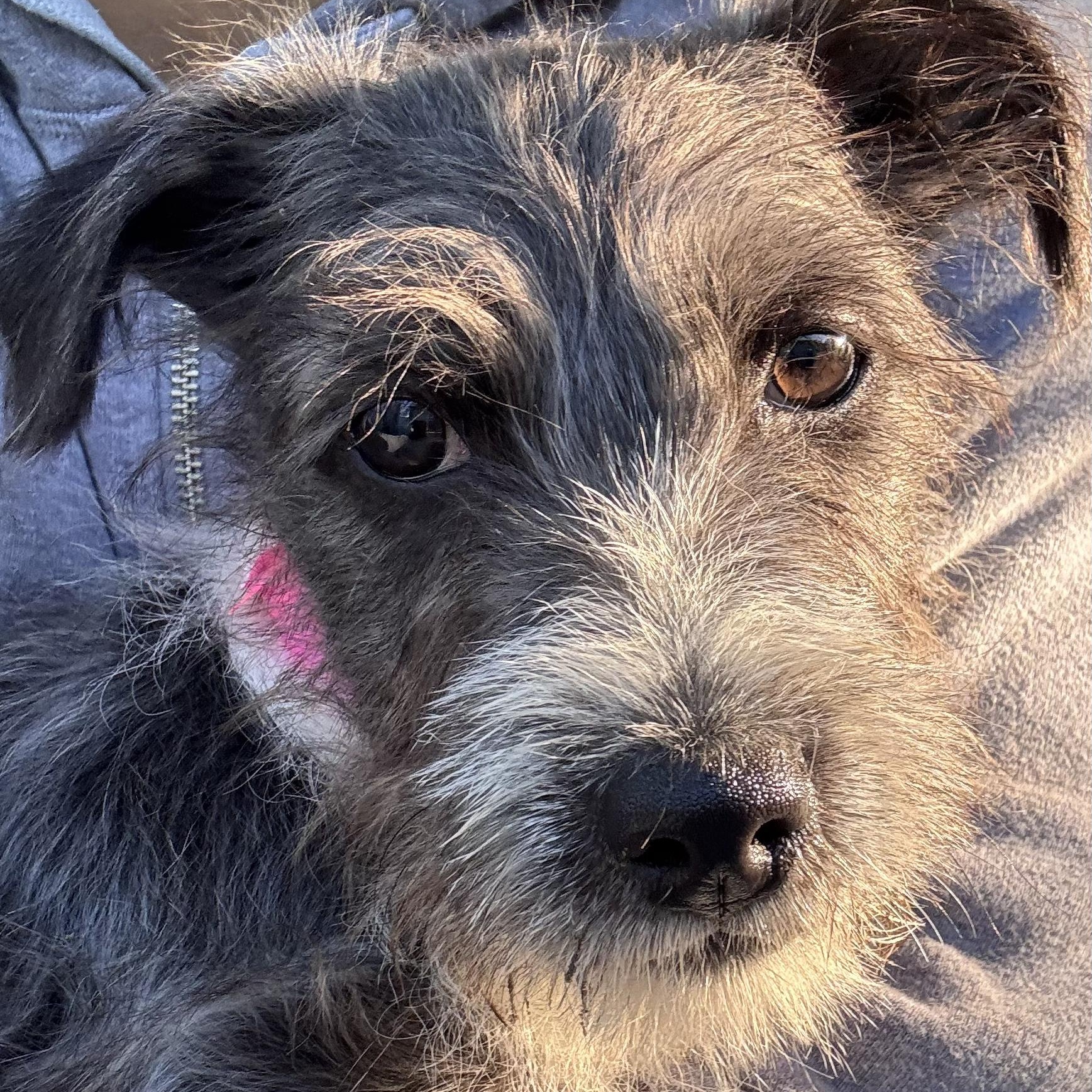 Enlarge BABY TIANA, an adopted mixed breed in Fresno, CA image 5/5