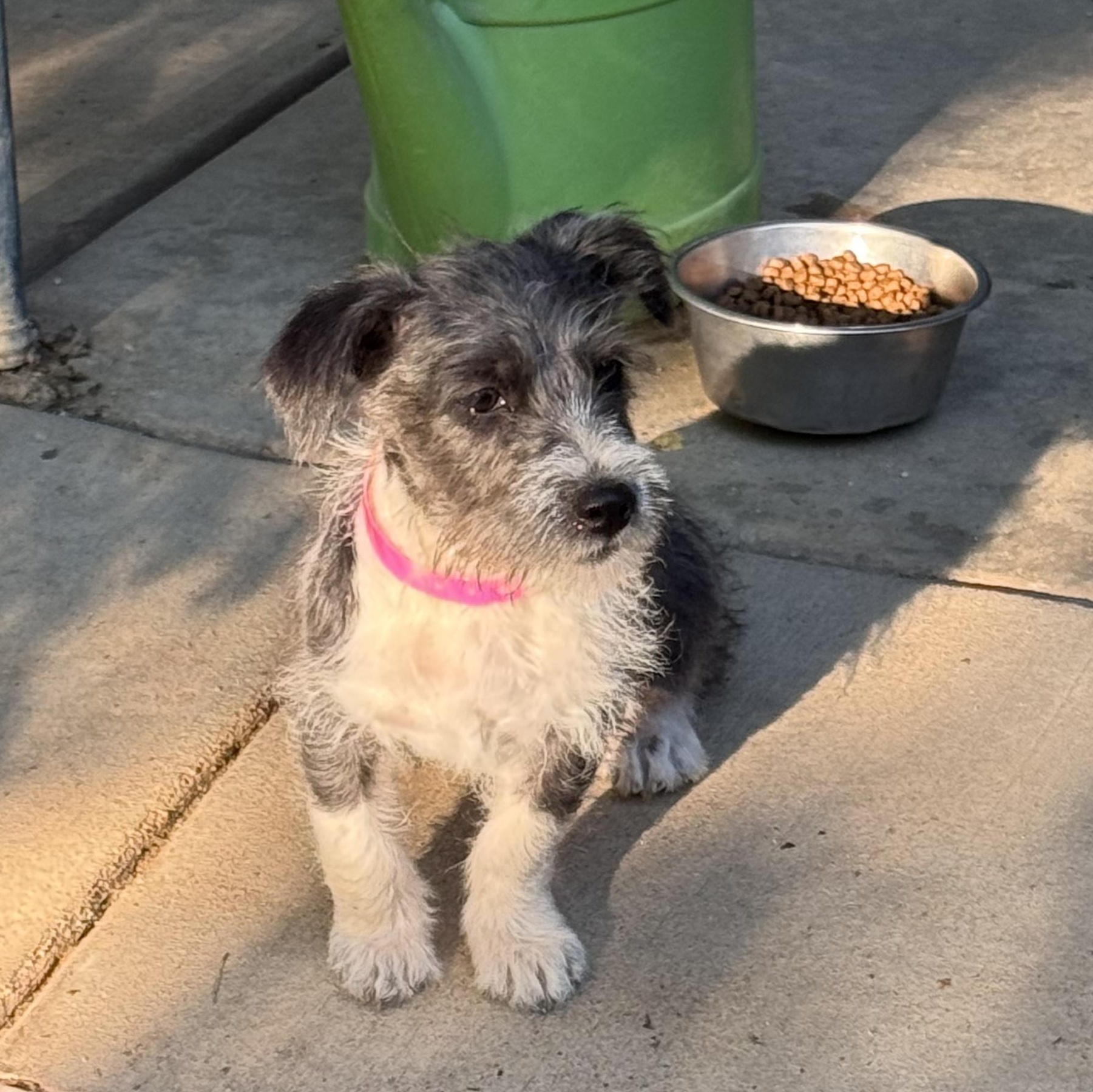 Enlarge BABY TIANA, an adopted mixed breed in Fresno, CA image 3/5
