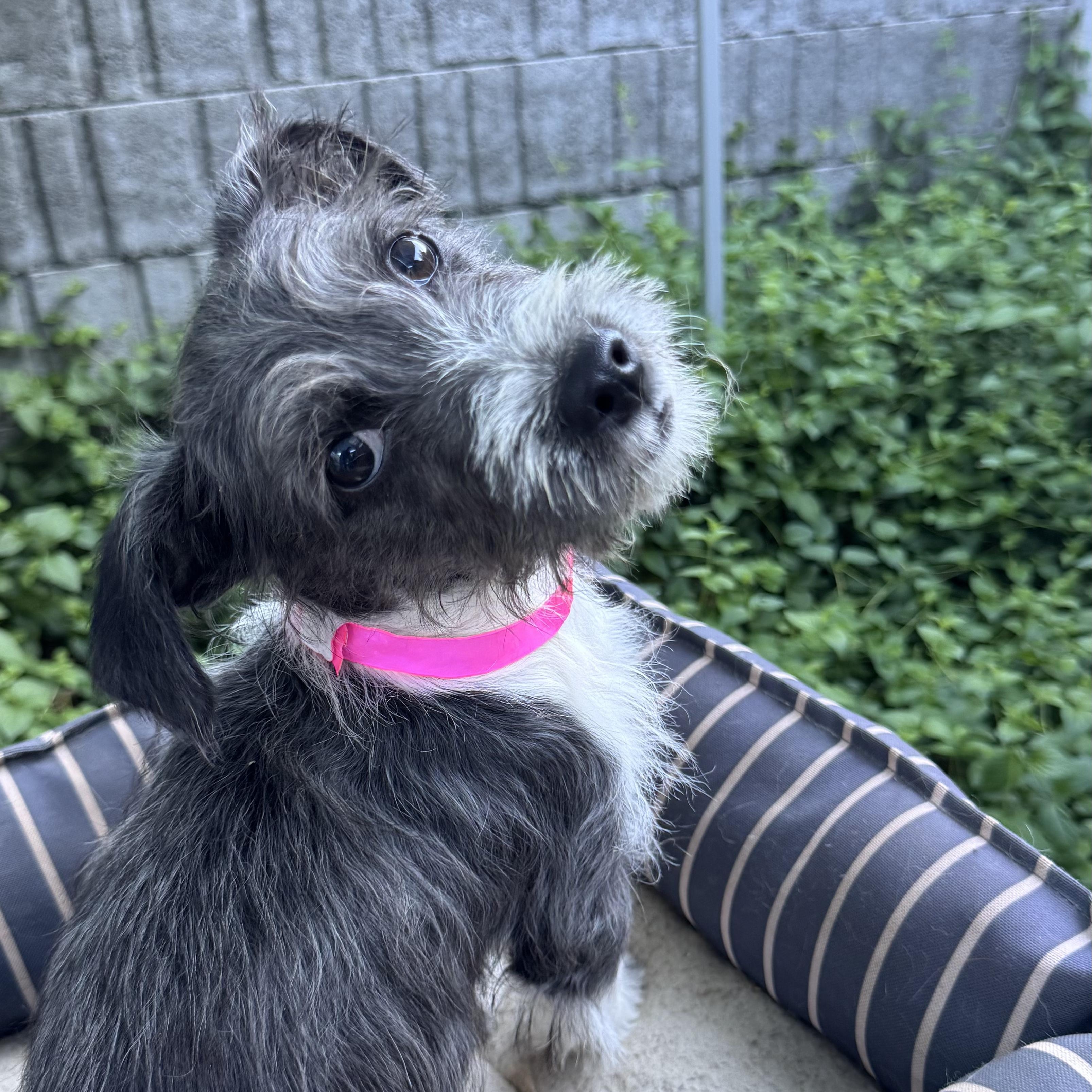BABY TIANA, adopted, Puppy Female Terrier.