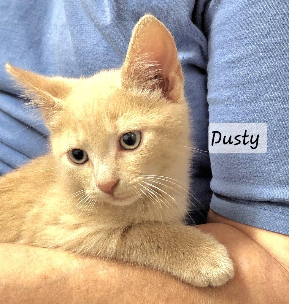Dusty, Adoptable, Kitten Male Domestic Short Hair.