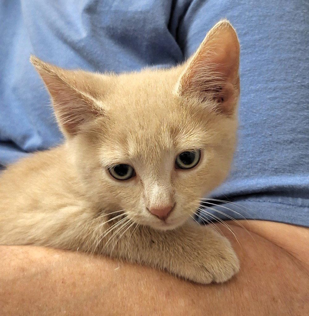 Enlarge Dusty, a Adoptable Domestic Short Hair in Ellijay, GA image 2/2