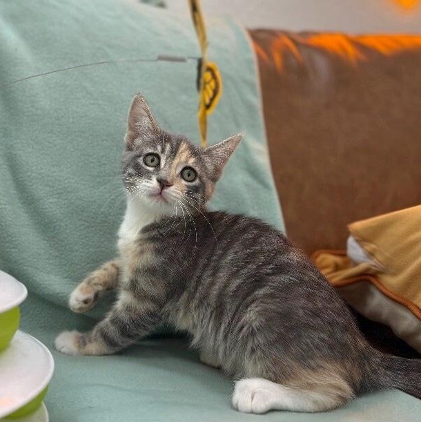 Austin Barrera — thumbnail 4