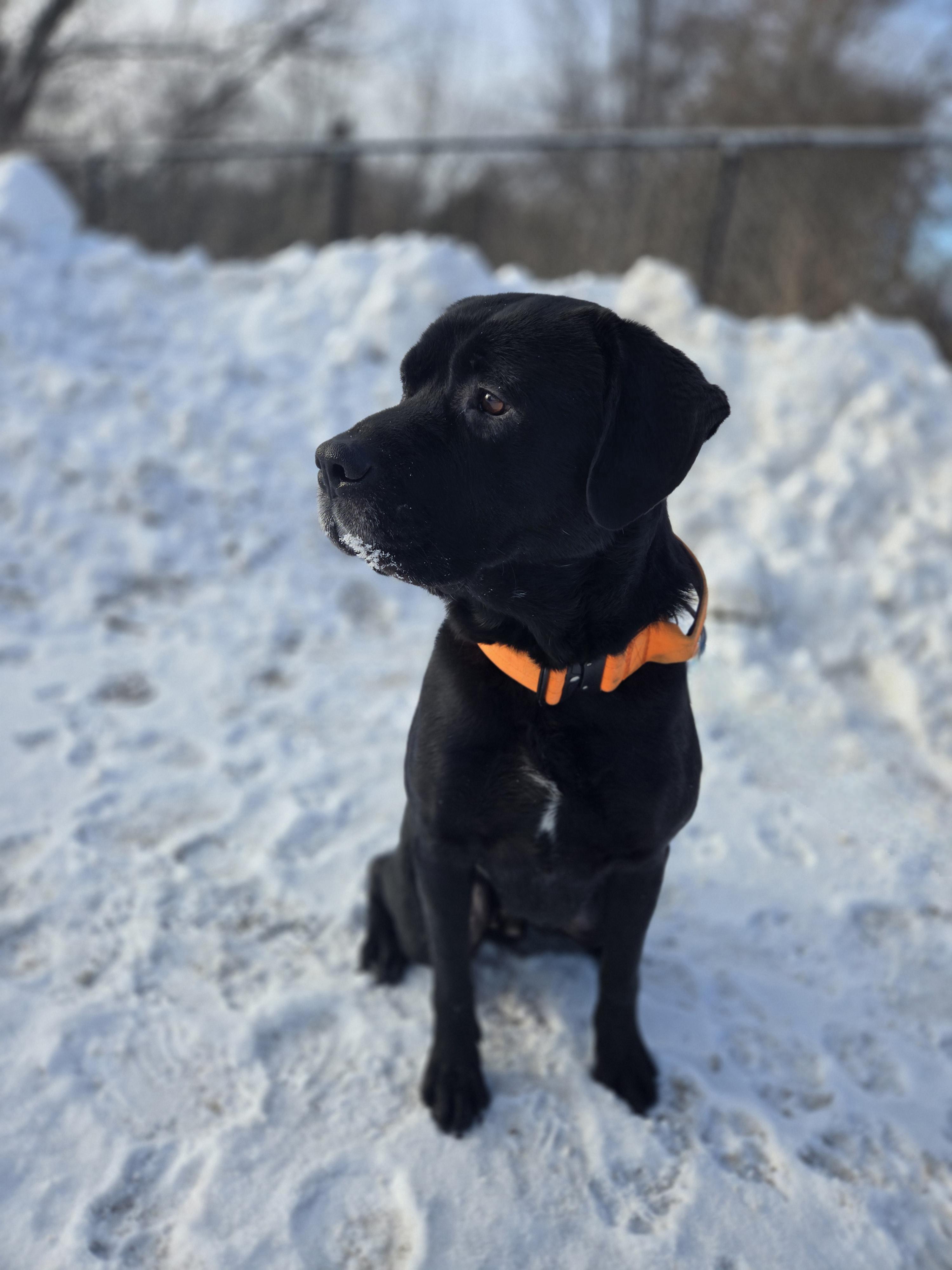 Enlarge Buddy, a ADOPTABLE mixed breed in Bowmanville, ON image 6/6