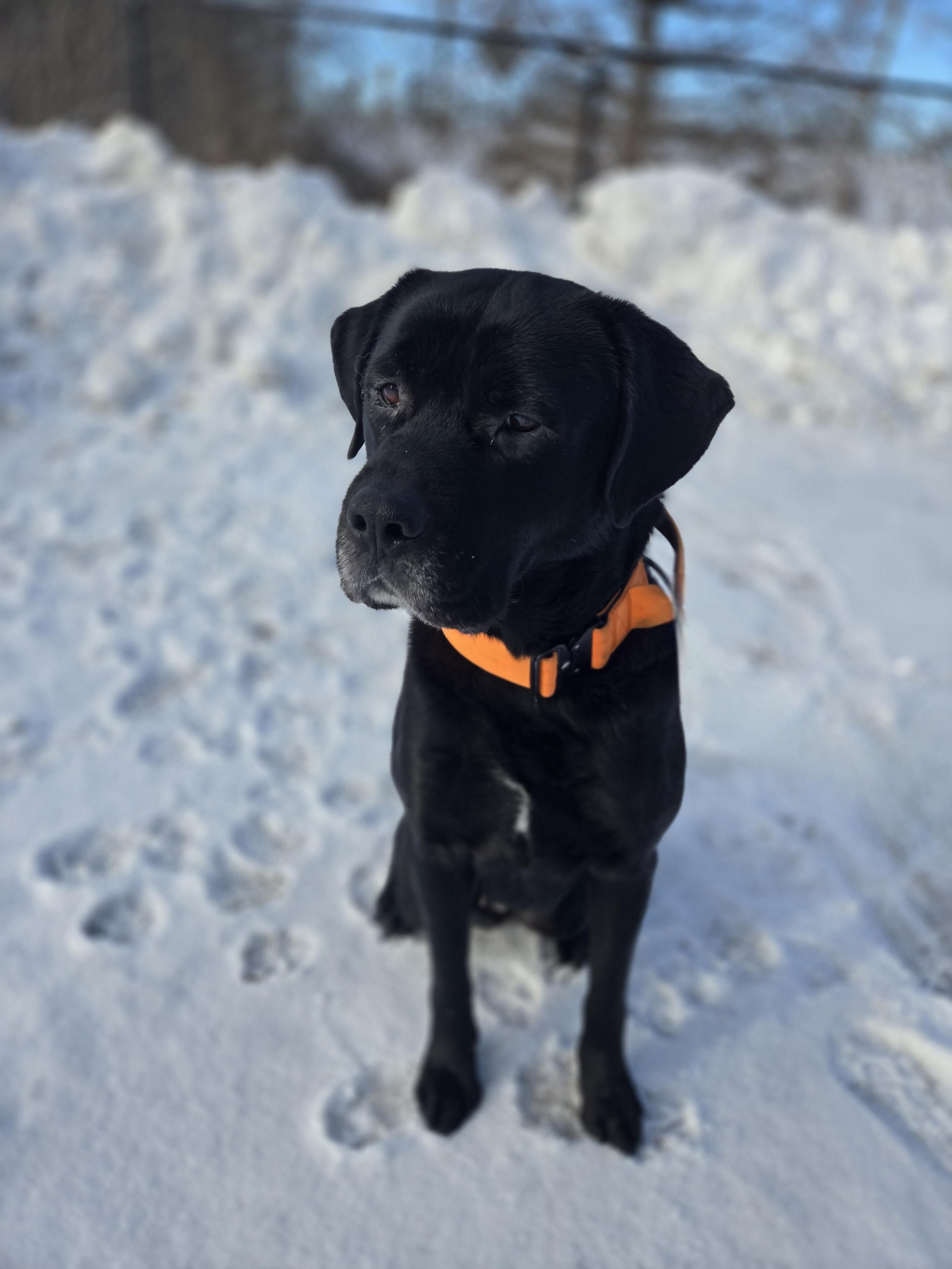 Enlarge Buddy, a ADOPTABLE mixed breed in Bowmanville, ON image 3/6