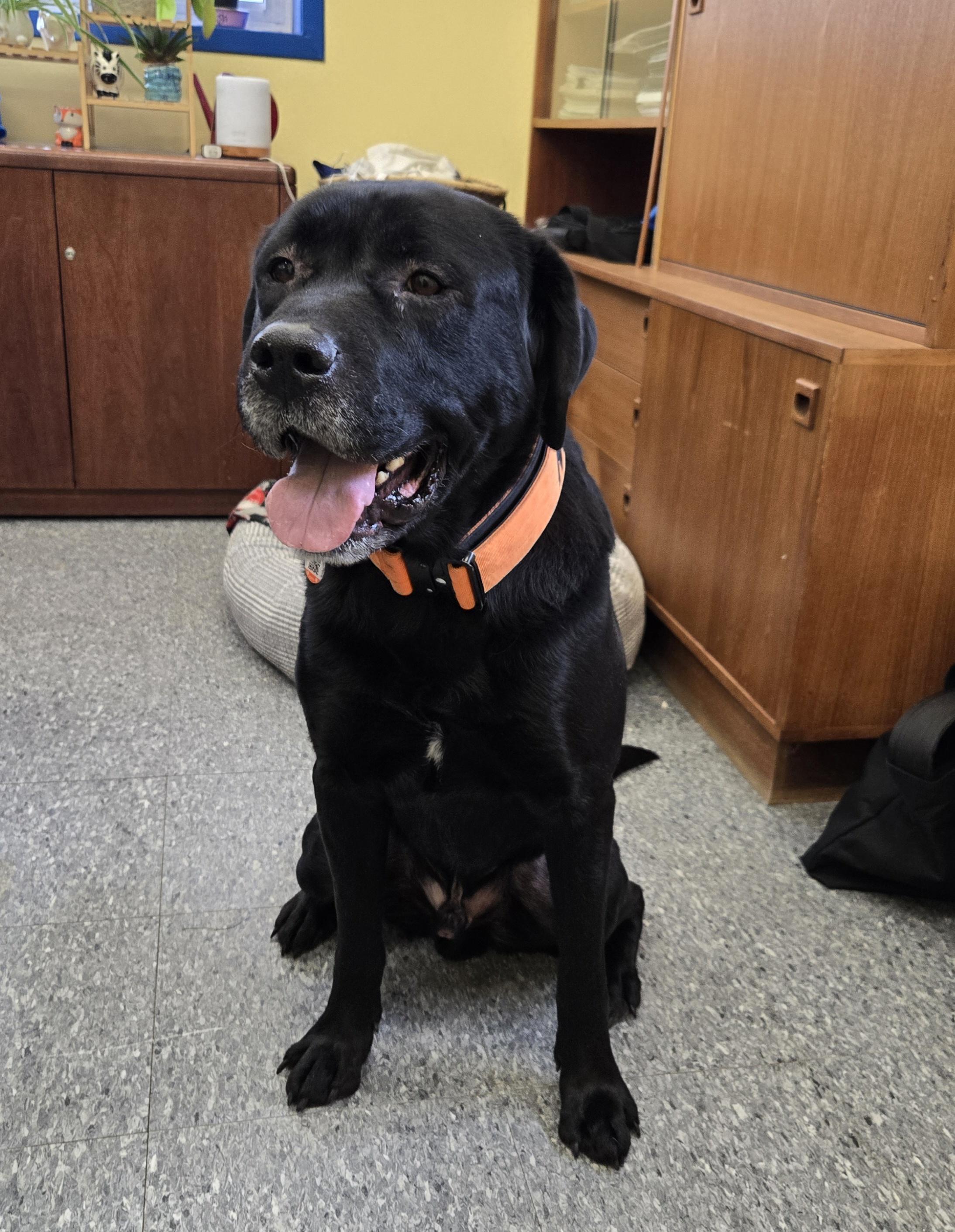 Enlarge Buddy, a ADOPTABLE mixed breed in Bowmanville, ON image 1/6