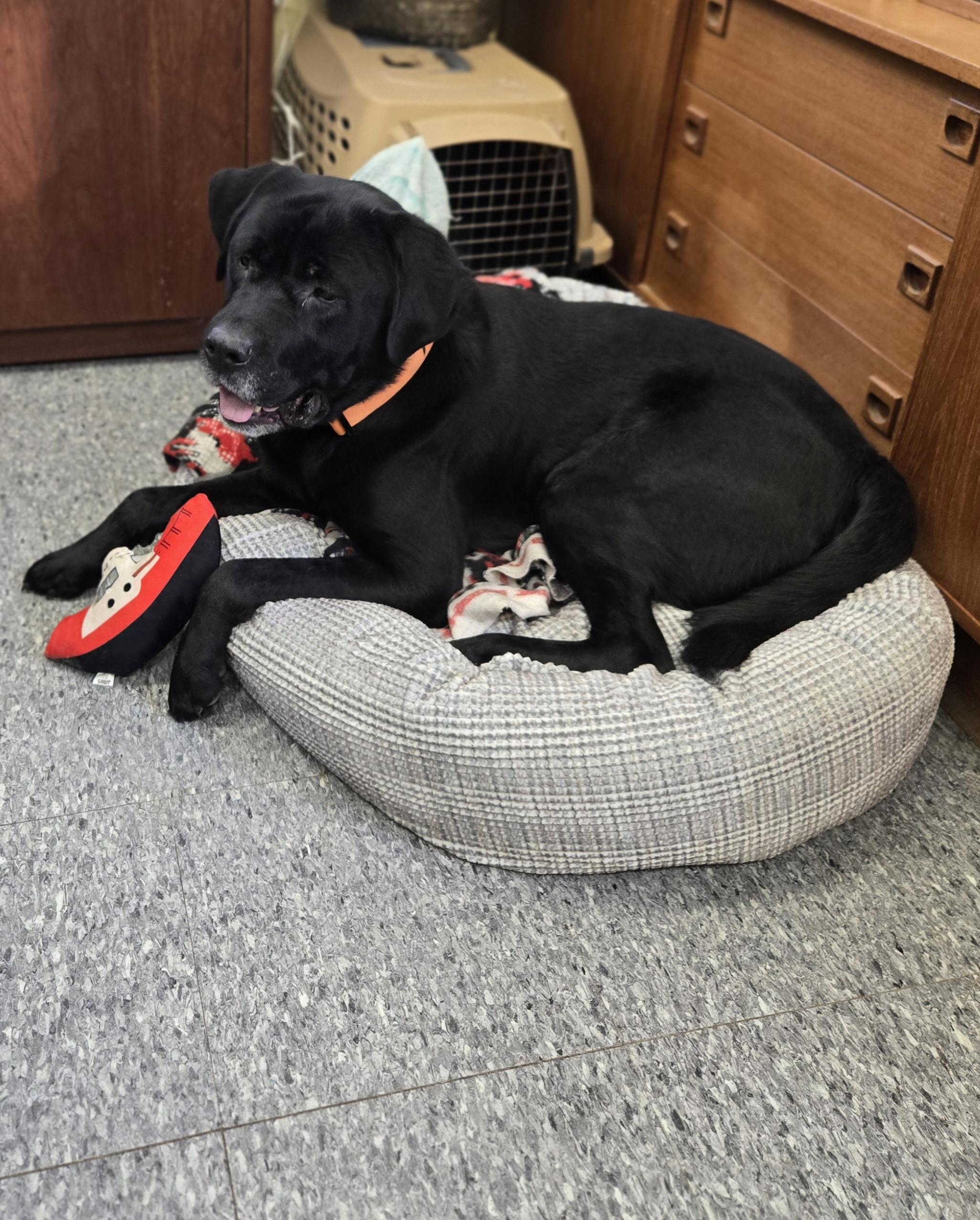 Enlarge Buddy, a ADOPTABLE mixed breed in Bowmanville, ON image 2/6