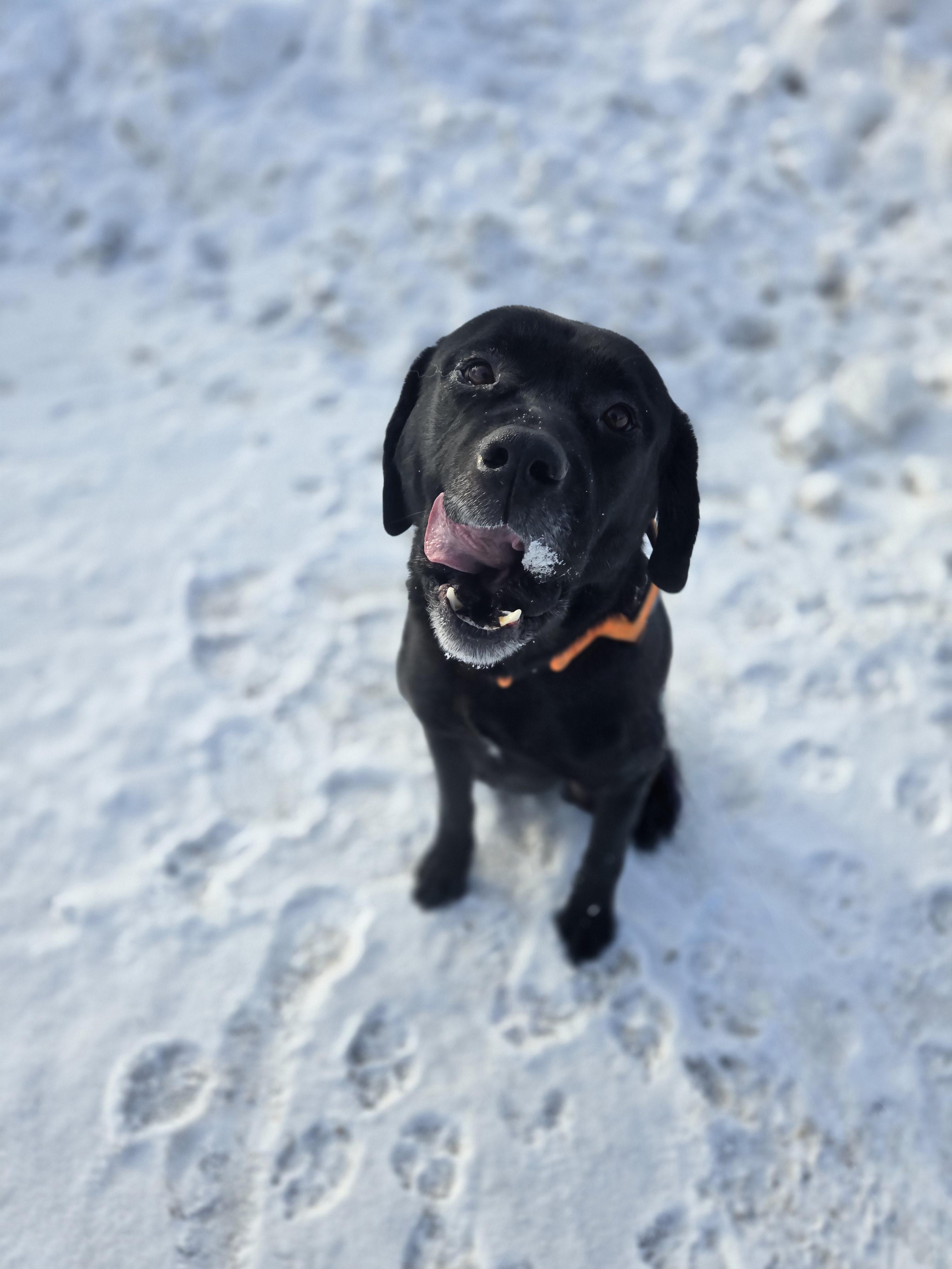 Enlarge Buddy, a ADOPTABLE mixed breed in Bowmanville, ON image 5/6