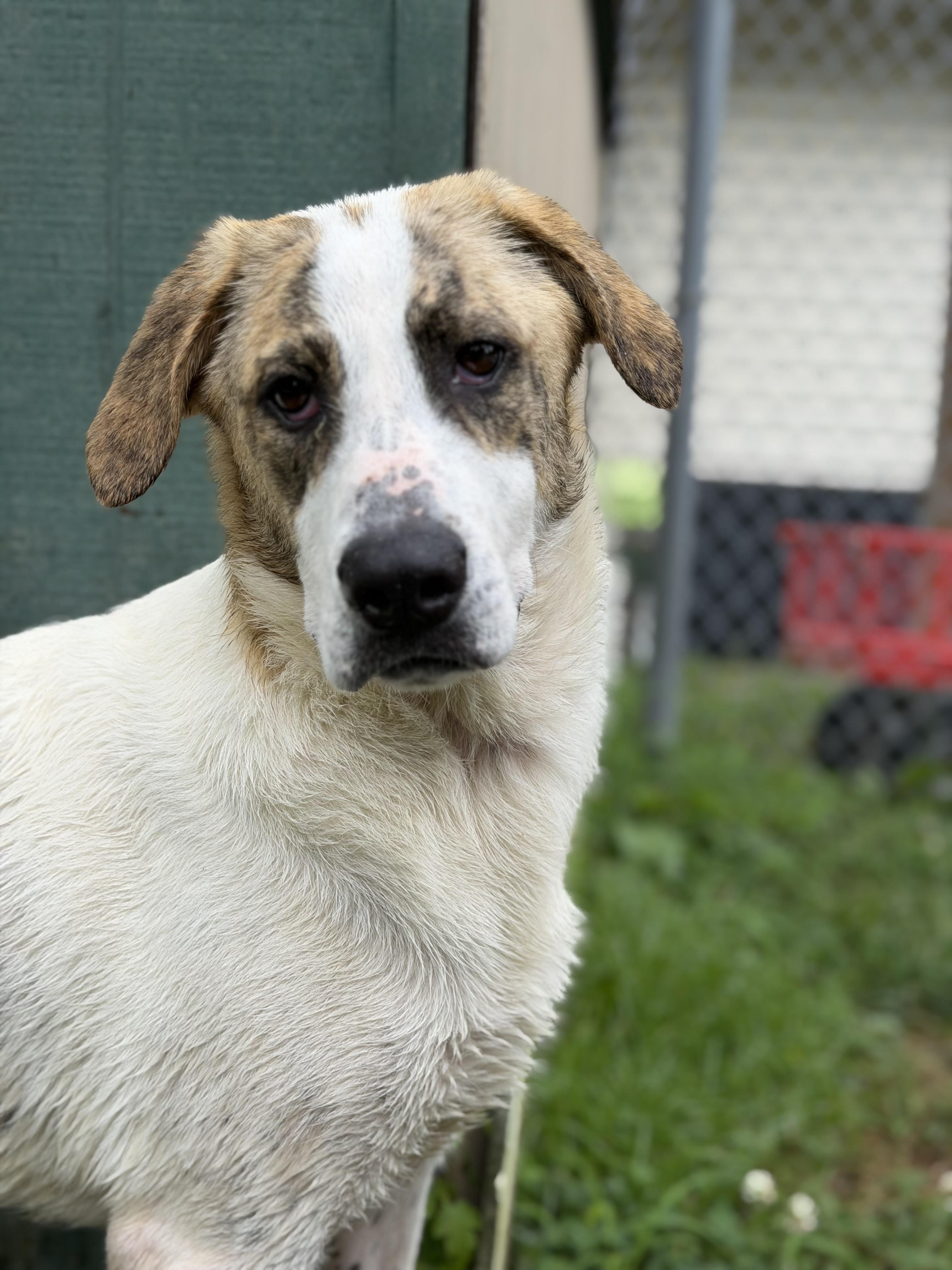 Nova, an adopted Mixed Breed in Ocean View, NJ image 3/3