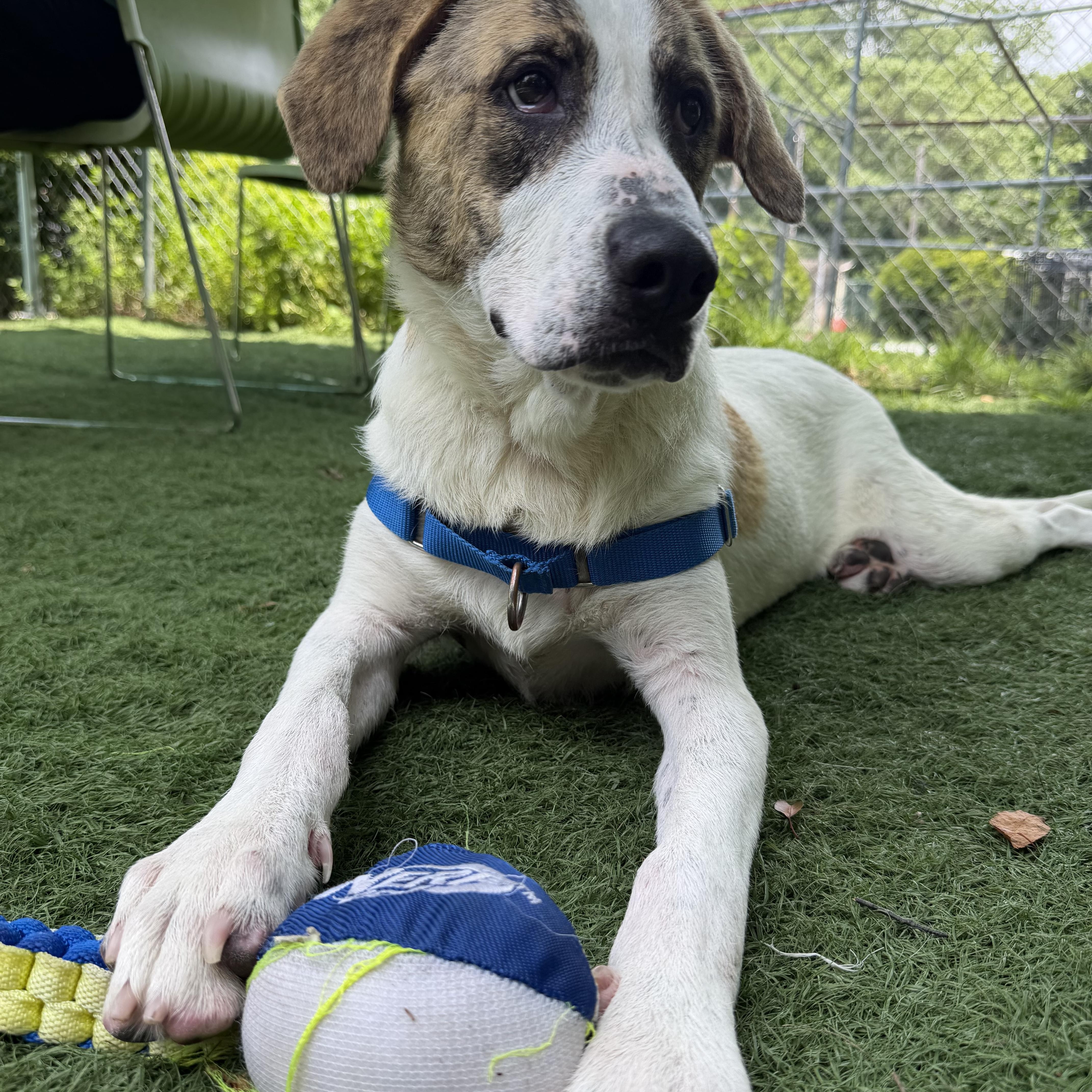 Nova, adopted, Young Female Mixed Breed.