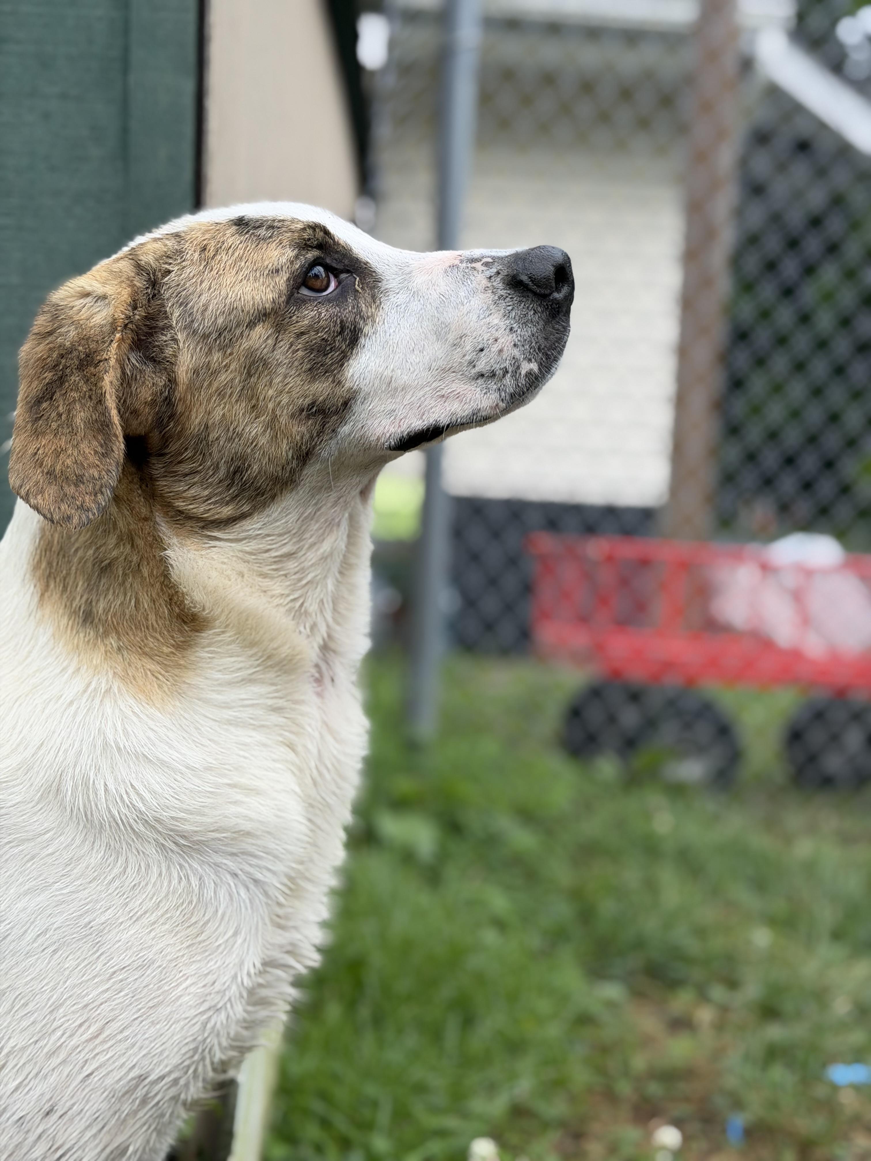 Nova, an adopted Mixed Breed in Ocean View, NJ image 2/3