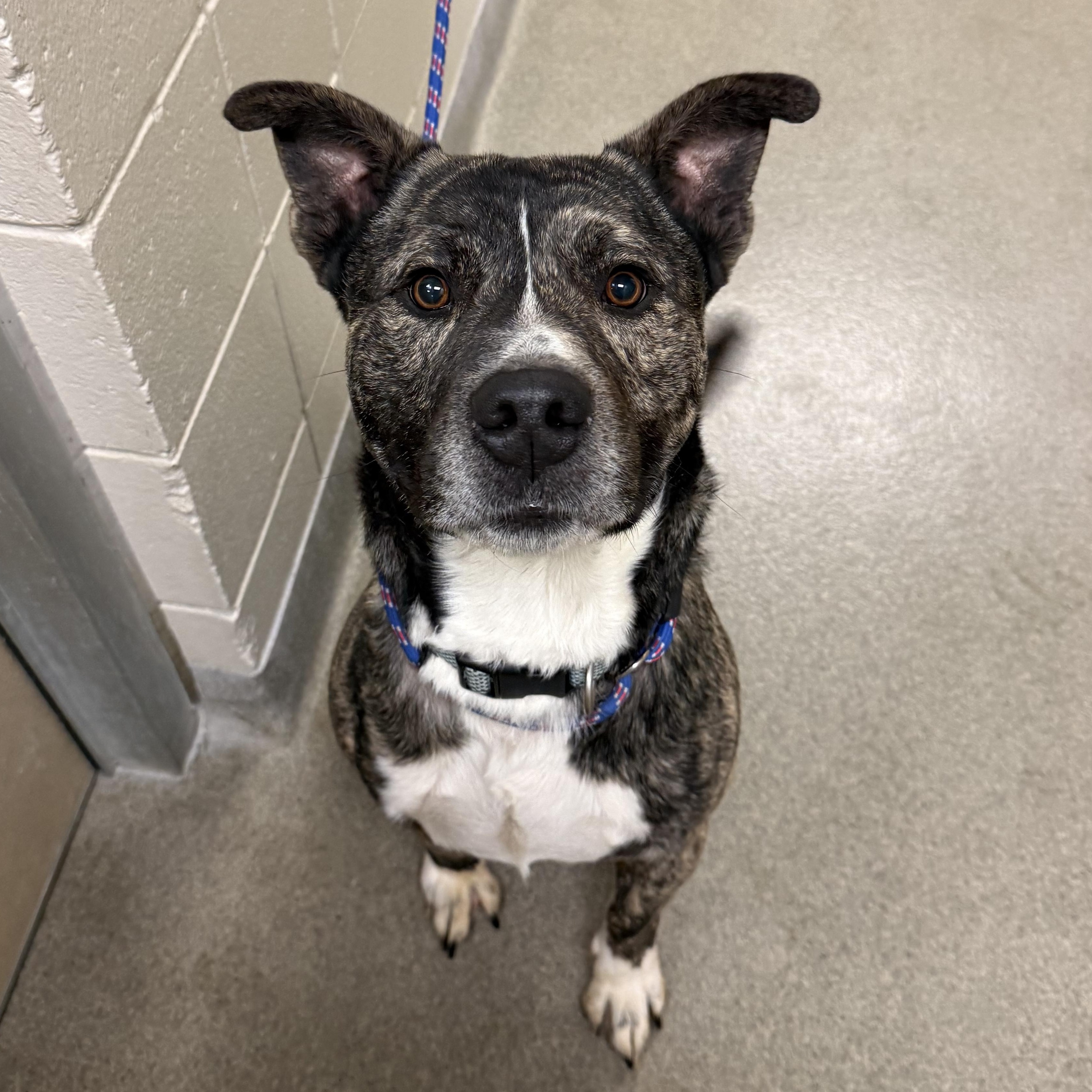 Enlarge Chapo, a ADOPTABLE Pit Bull Terrier in Kearney, NE image 1/1