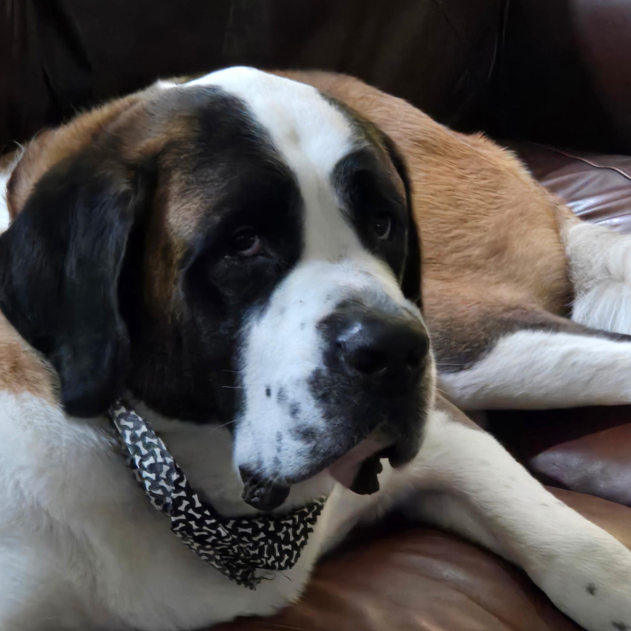Max, a ADOPTABLE Saint Bernard in Wilmington, NC image 1/3