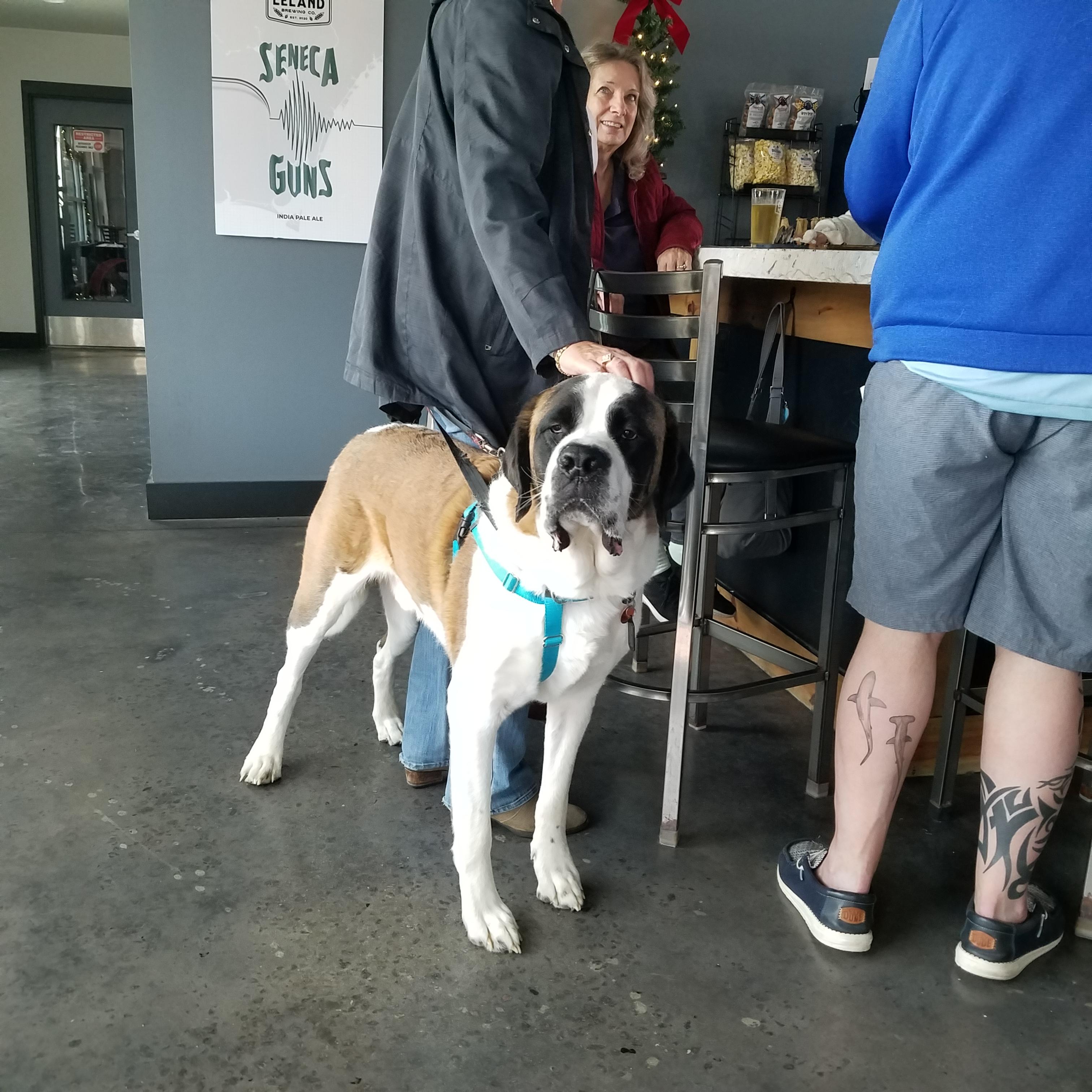 Max, a ADOPTABLE Saint Bernard in Wilmington, NC image 3/3