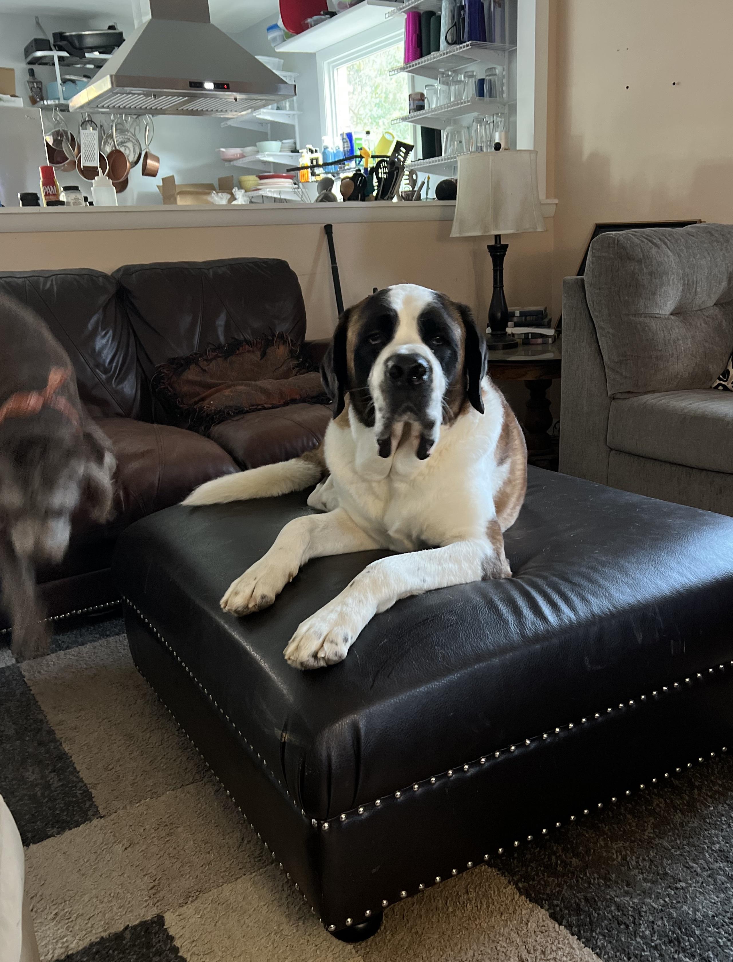 Max, a ADOPTABLE Saint Bernard in Wilmington, NC image 2/3