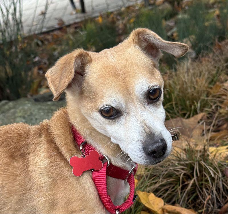 Royce, ADOPTABLE, Senior Male Chihuahua.