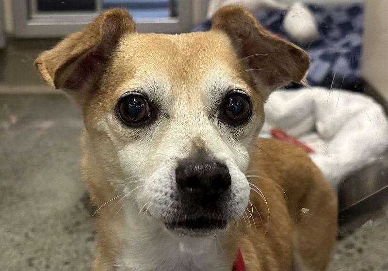 Enlarge Royce, a ADOPTABLE mixed breed in Berkeley, CA image 2/3