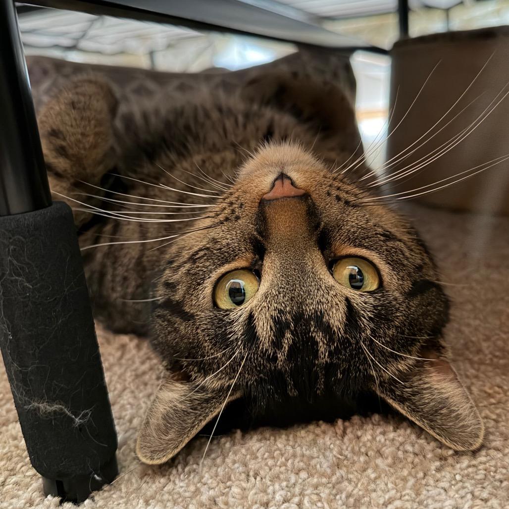 Barney, Adoptable, Adult Male Domestic Short Hair.