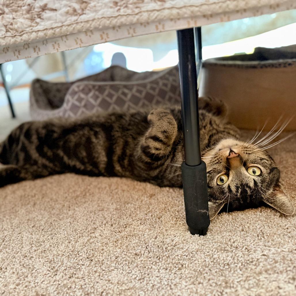 Enlarge Barney, a Adoptable Domestic Short Hair in Overland Park, KS image 2/6