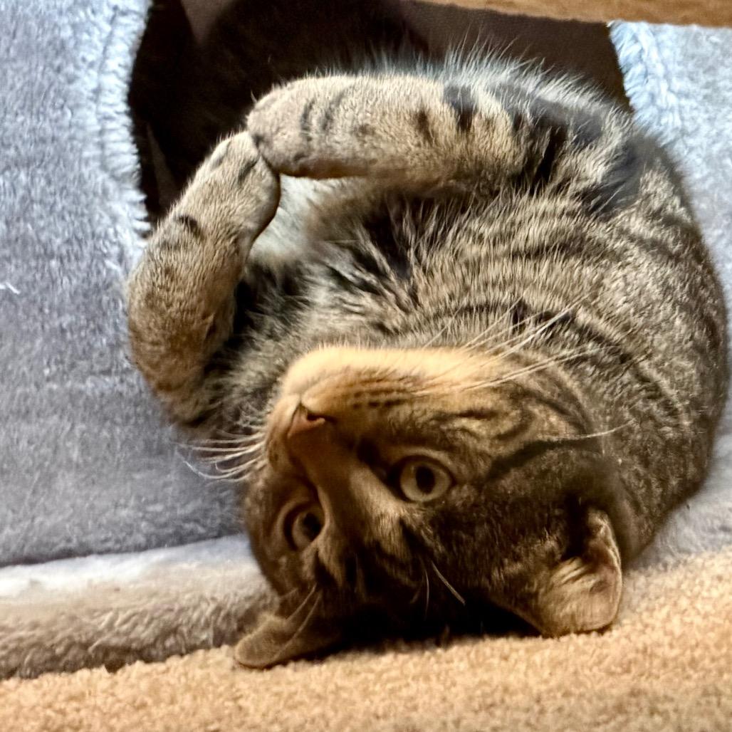 Enlarge Barney, a Adoptable Domestic Short Hair in Overland Park, KS image 3/6