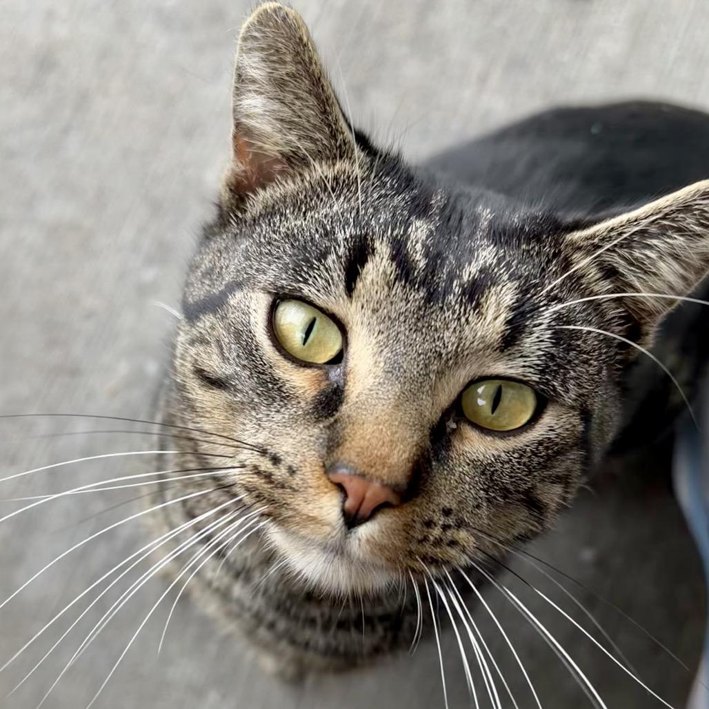 Enlarge Barney, a Adoptable Domestic Short Hair in Overland Park, KS image 4/6