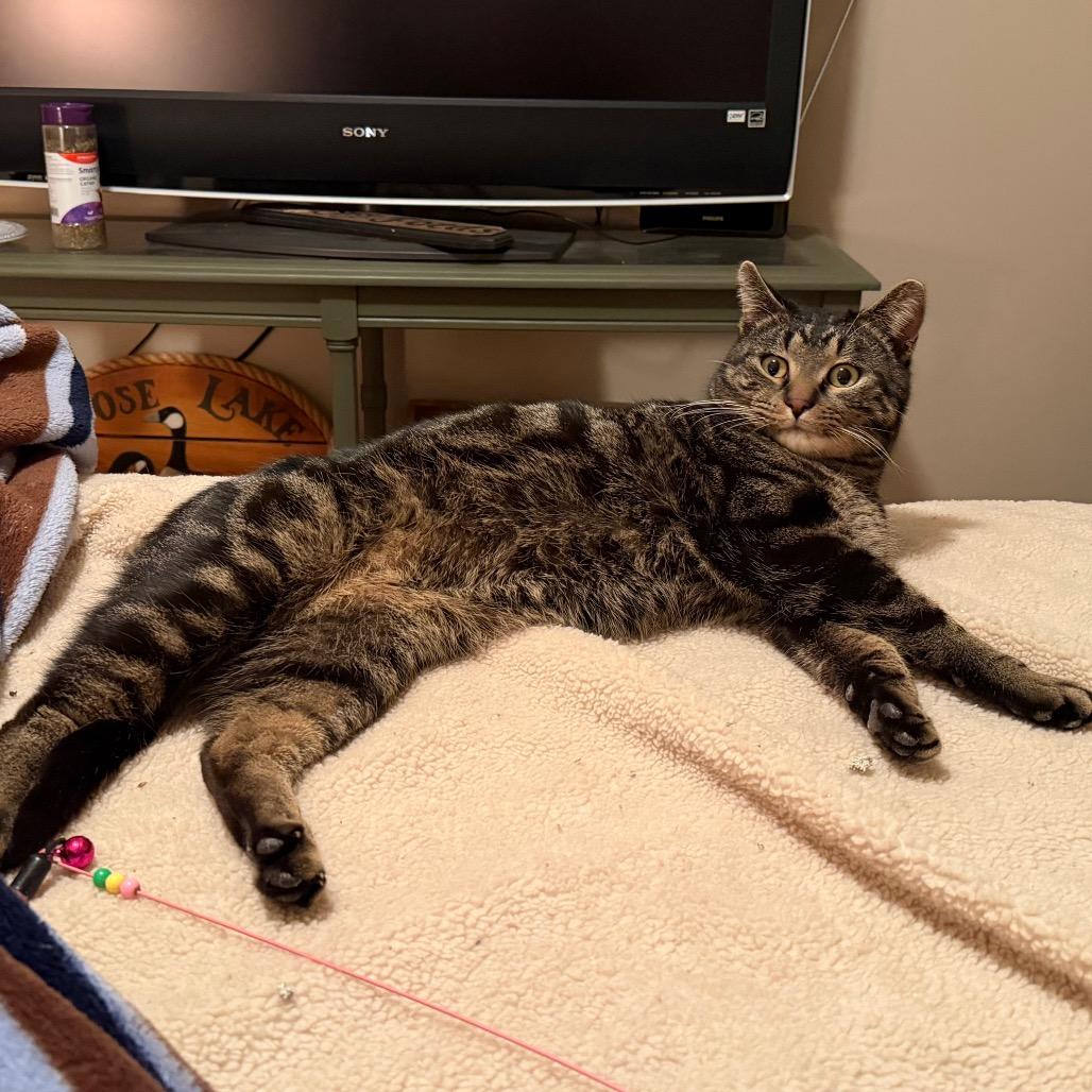 Enlarge Barney, a Adoptable Domestic Short Hair in Overland Park, KS image 5/6